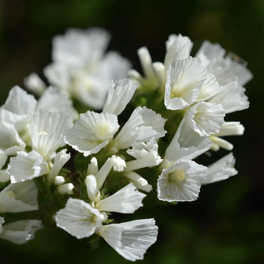 The papery little flower cups of statice