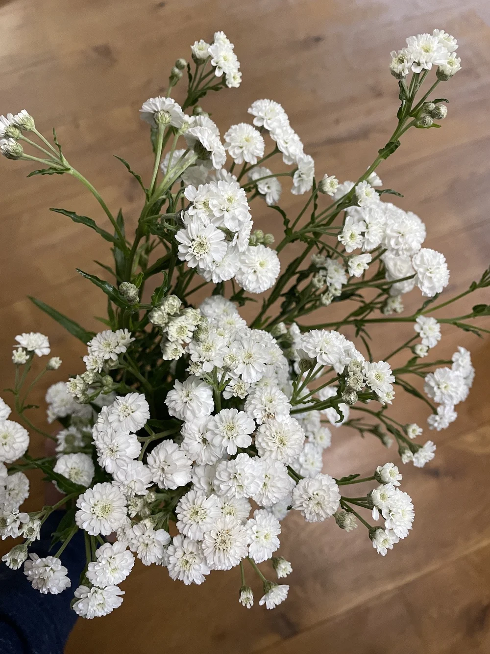 Achillea ptarmica before drying - harvest before the flowers are too old