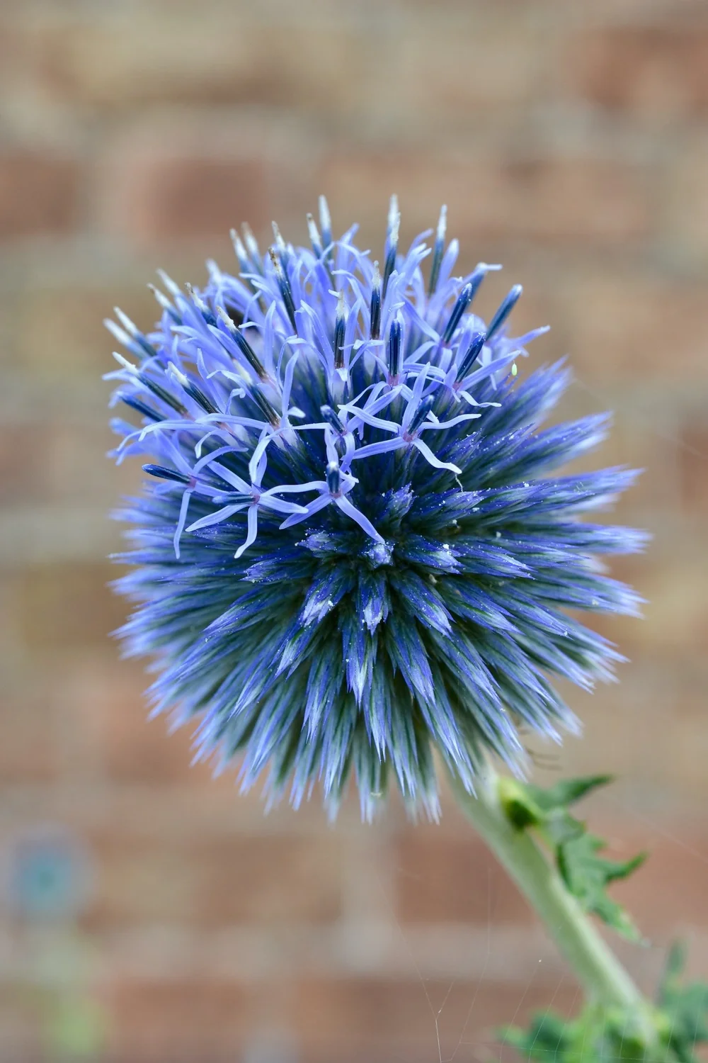 The blue of Echinops is simply beautiful