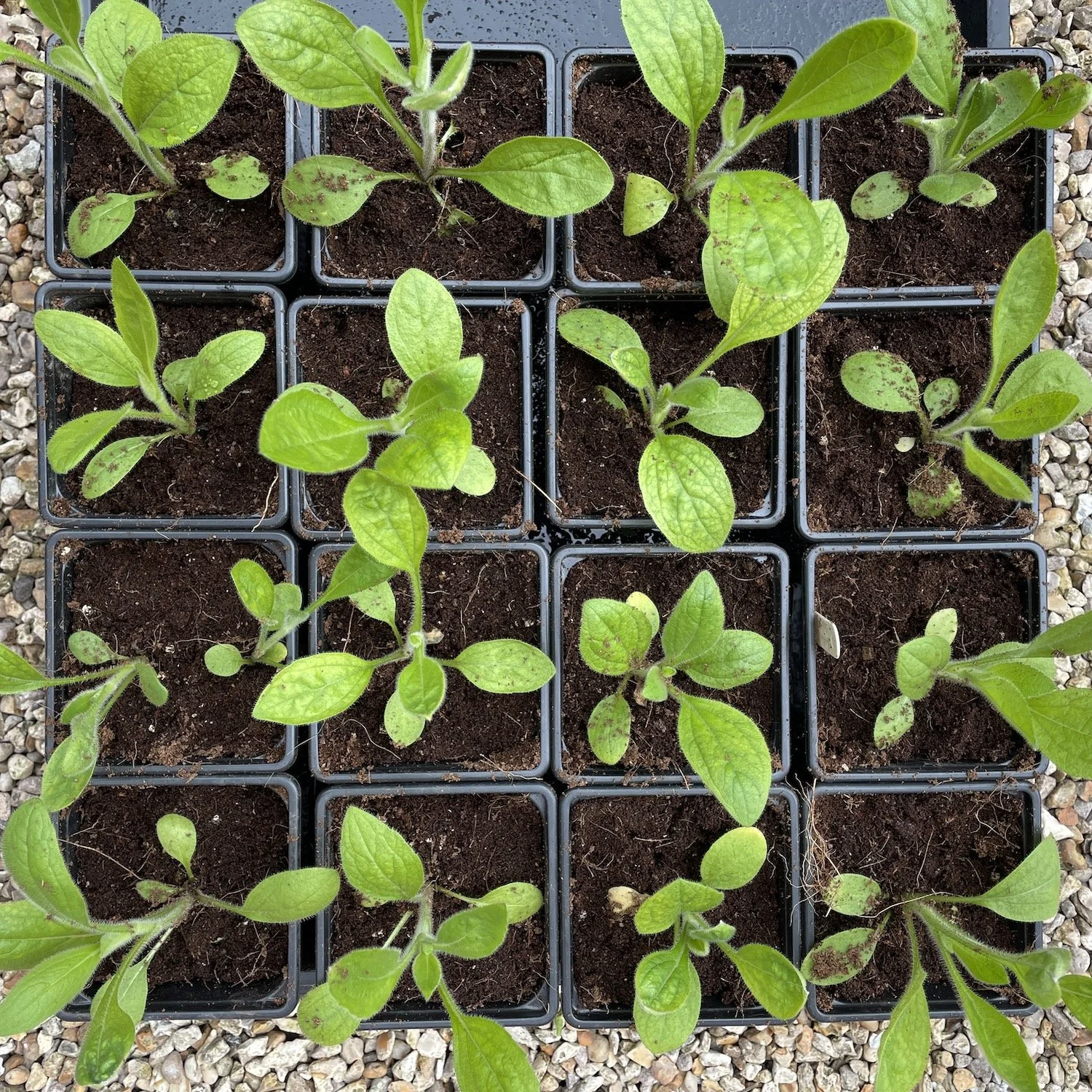 Rudbeckia plants after potting up