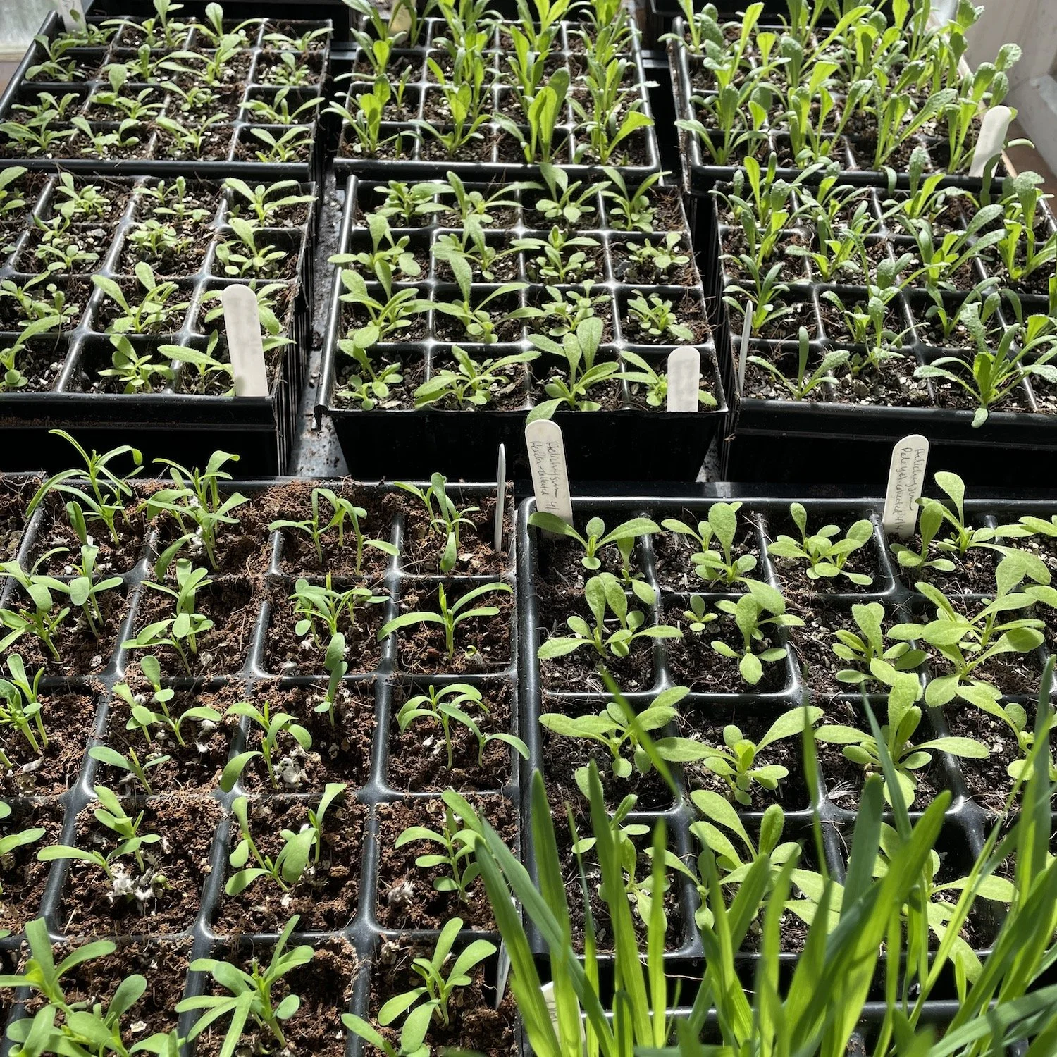 21 days after sowing - some modules still need thinning
