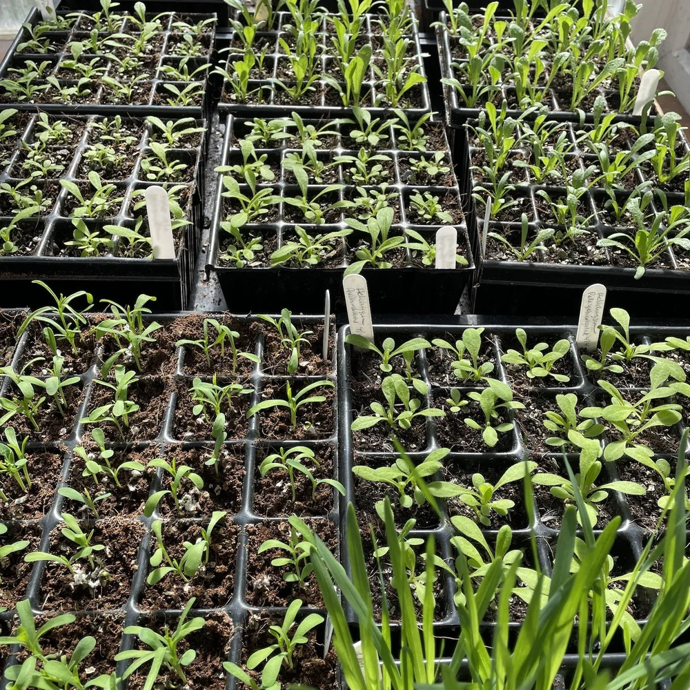 Lots of seedlings growing in black seed trays.