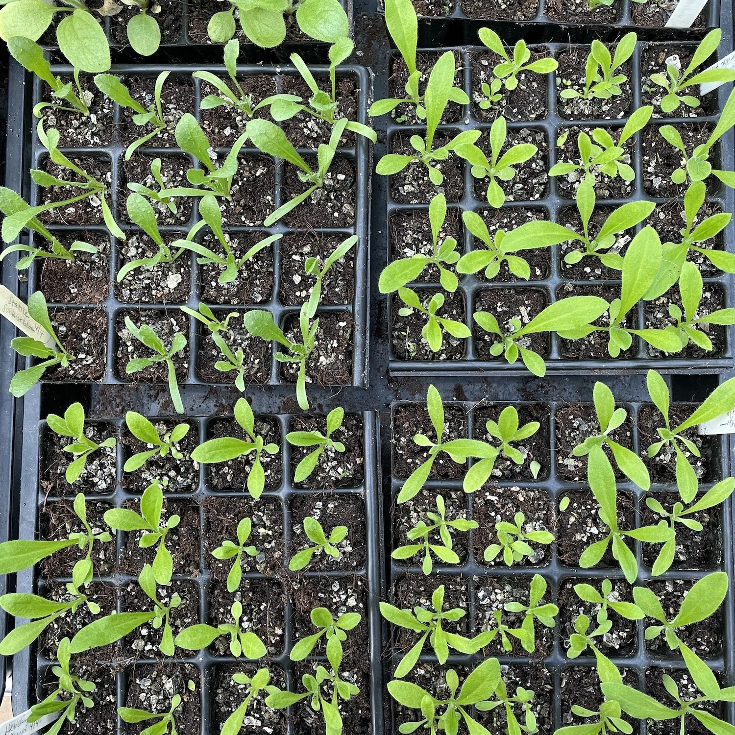 Most modules have been thinned to the strongest seedling