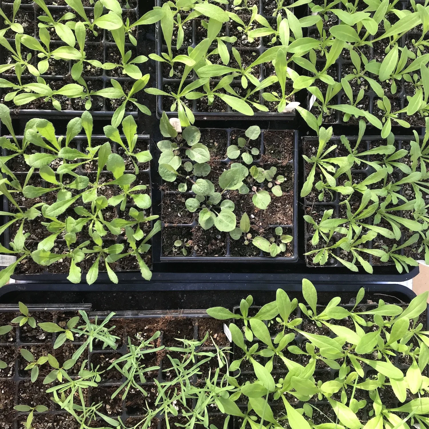 25 days after sowing
