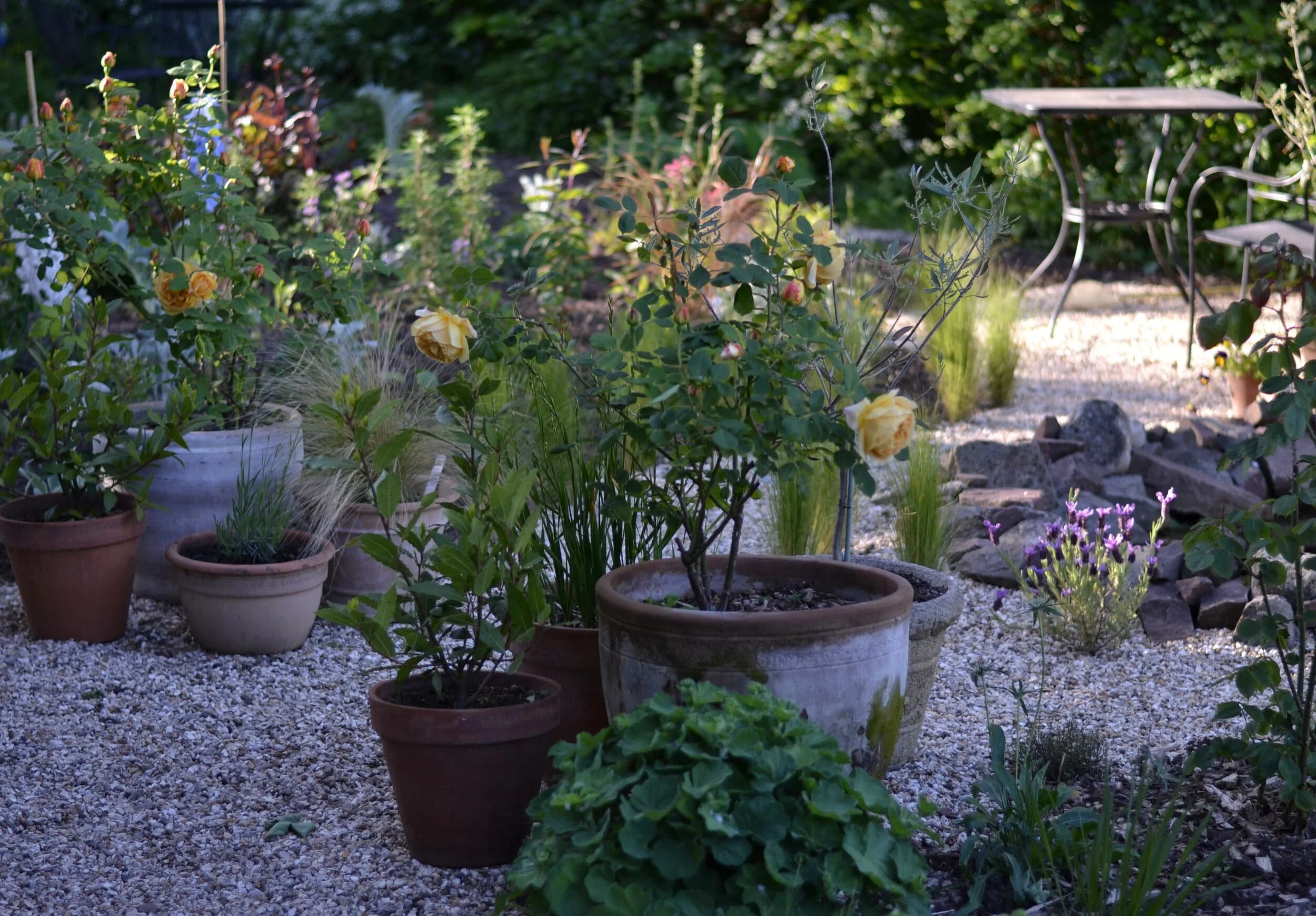 Plants growing in terra cotta pots in a gravel garden.