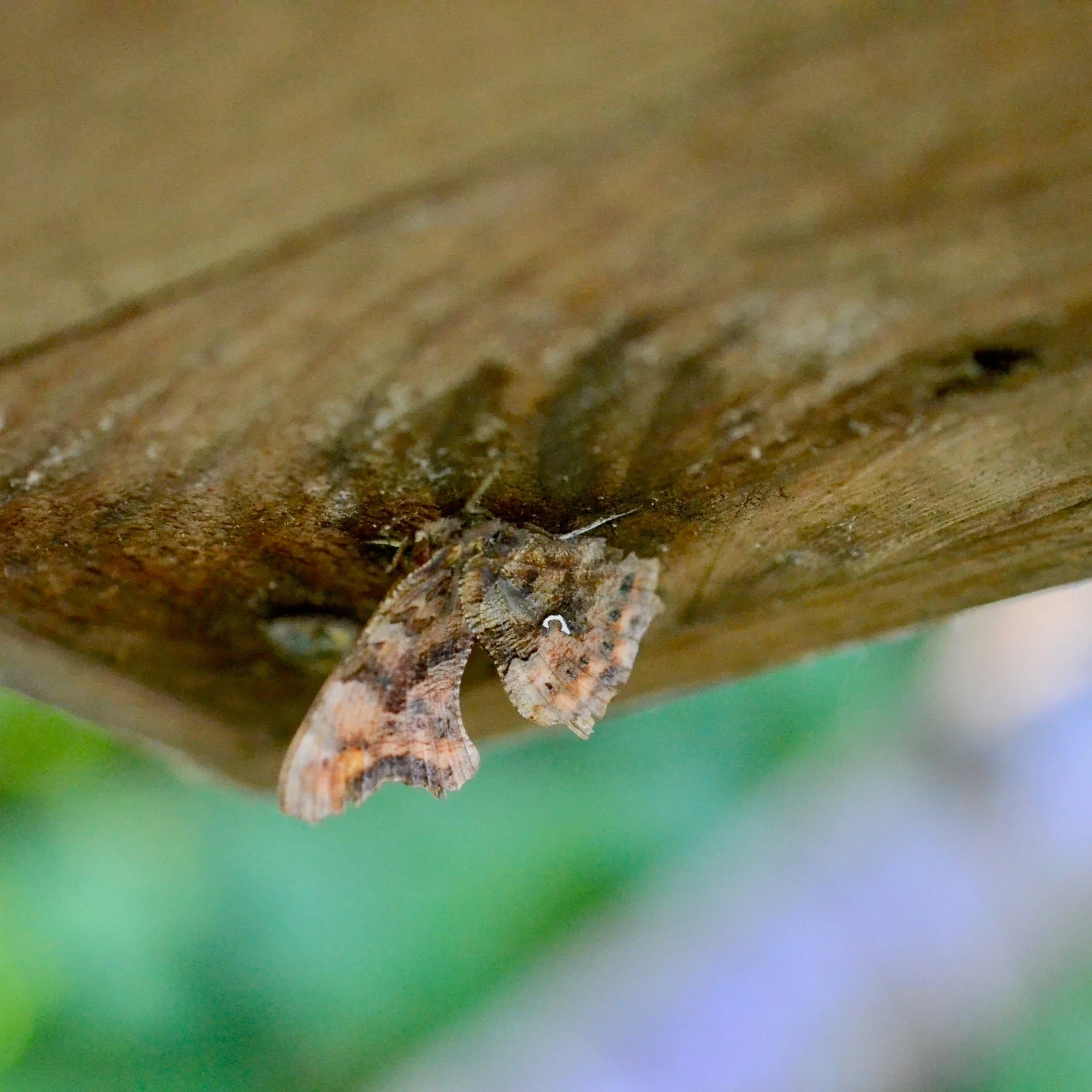 Comma butterfly