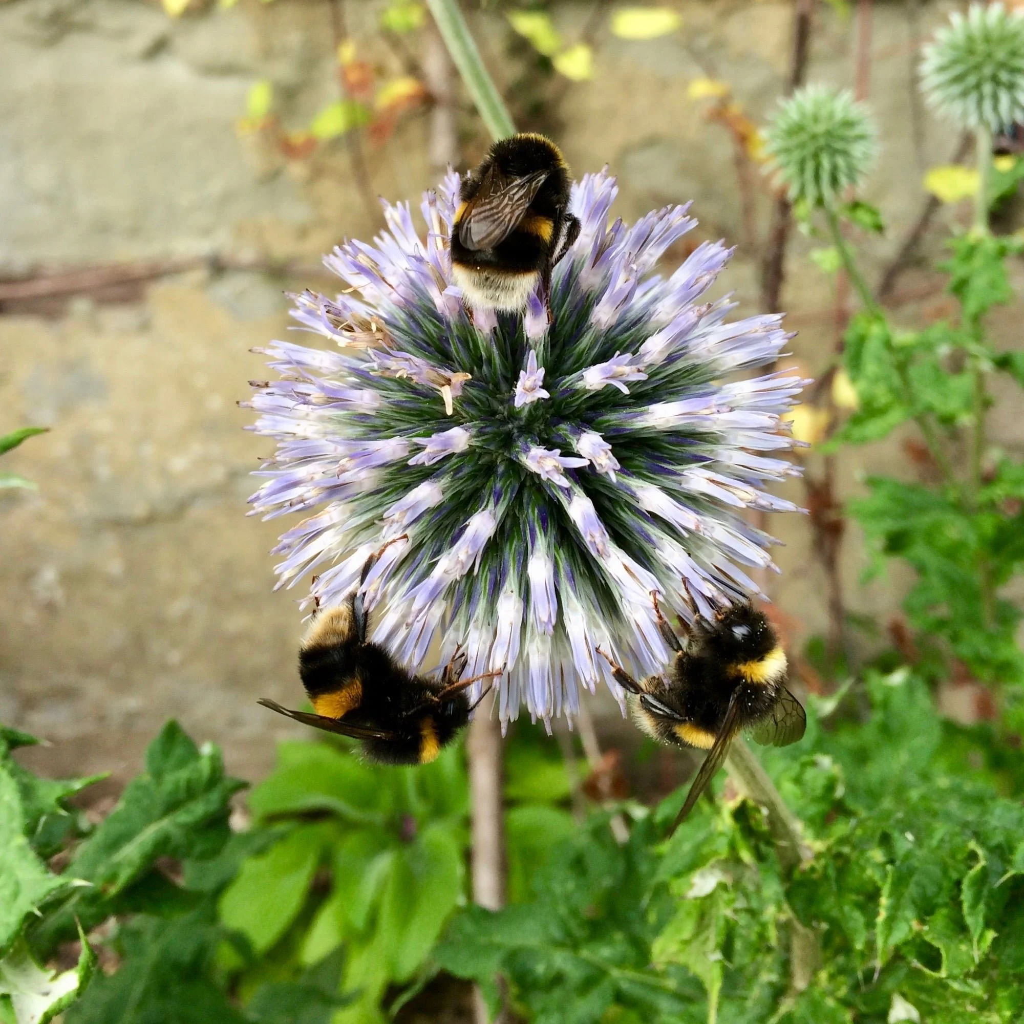 Bumblebees on globe thistle