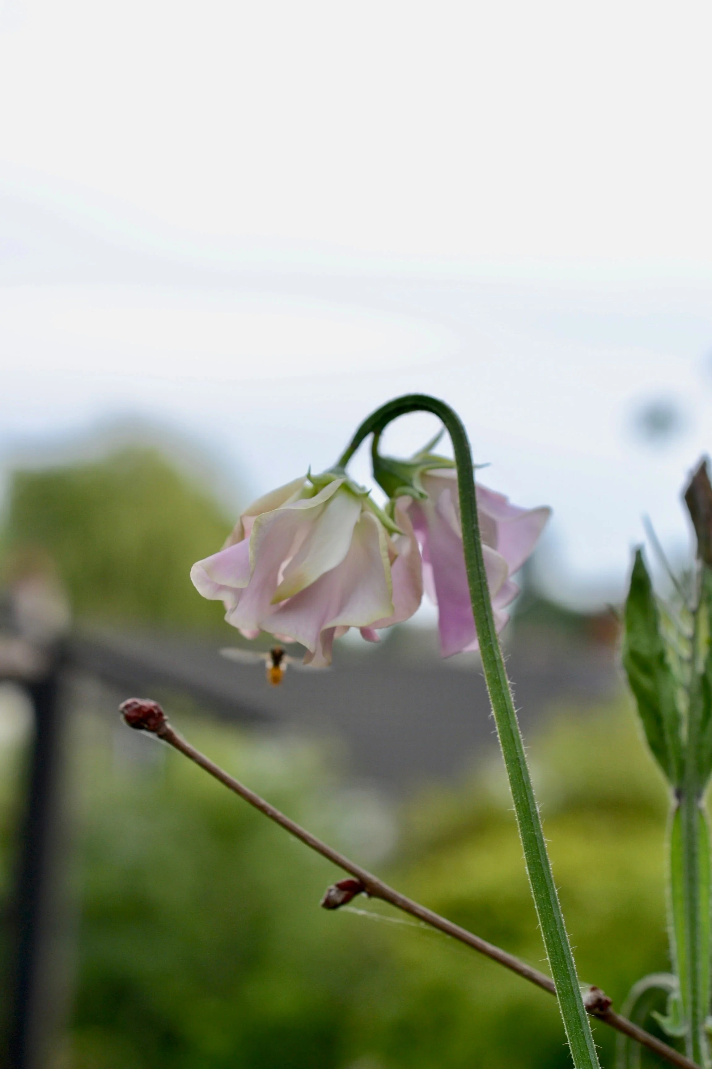 Hoverfly near sweetpea