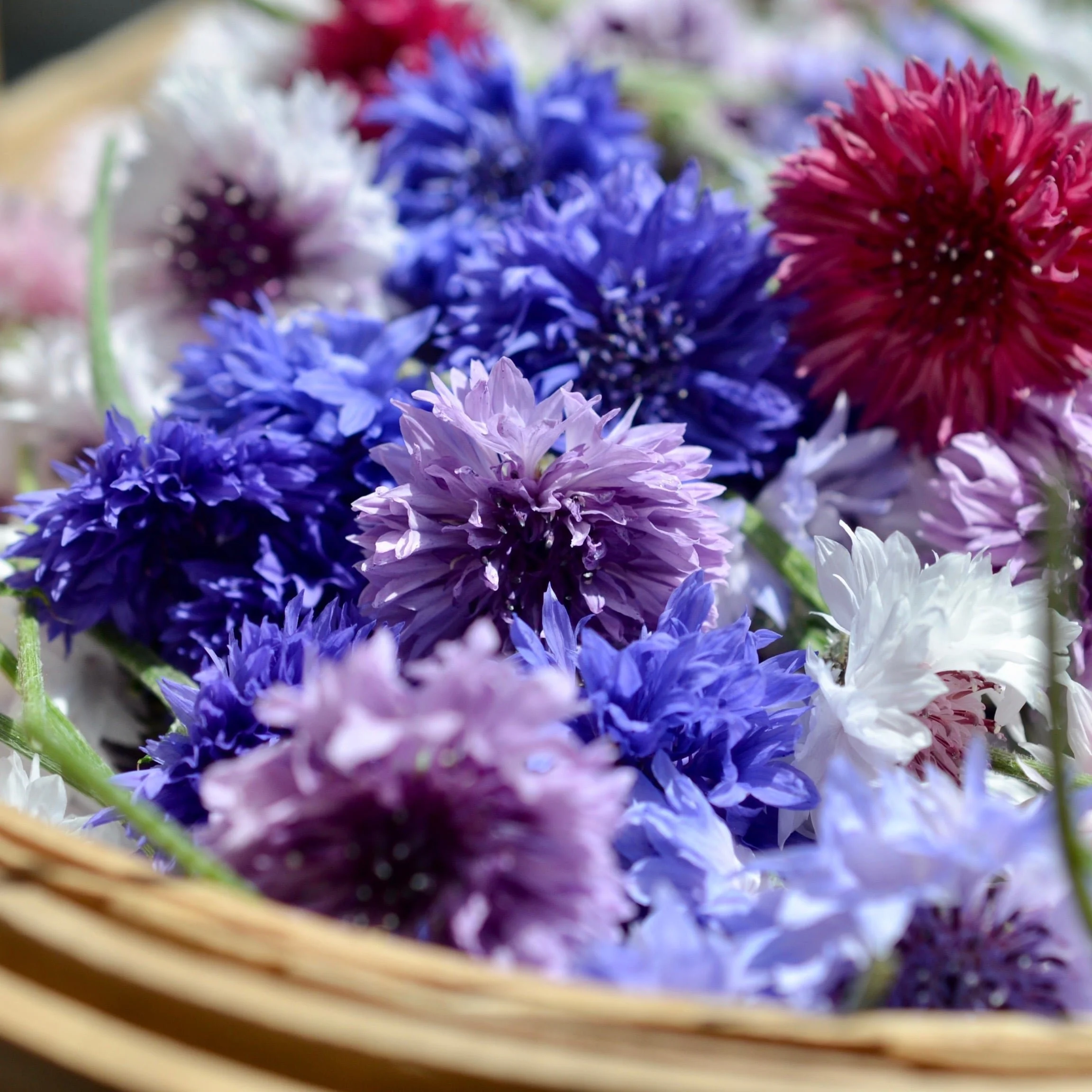Fresh cornflowers in blue, purple, red and white.