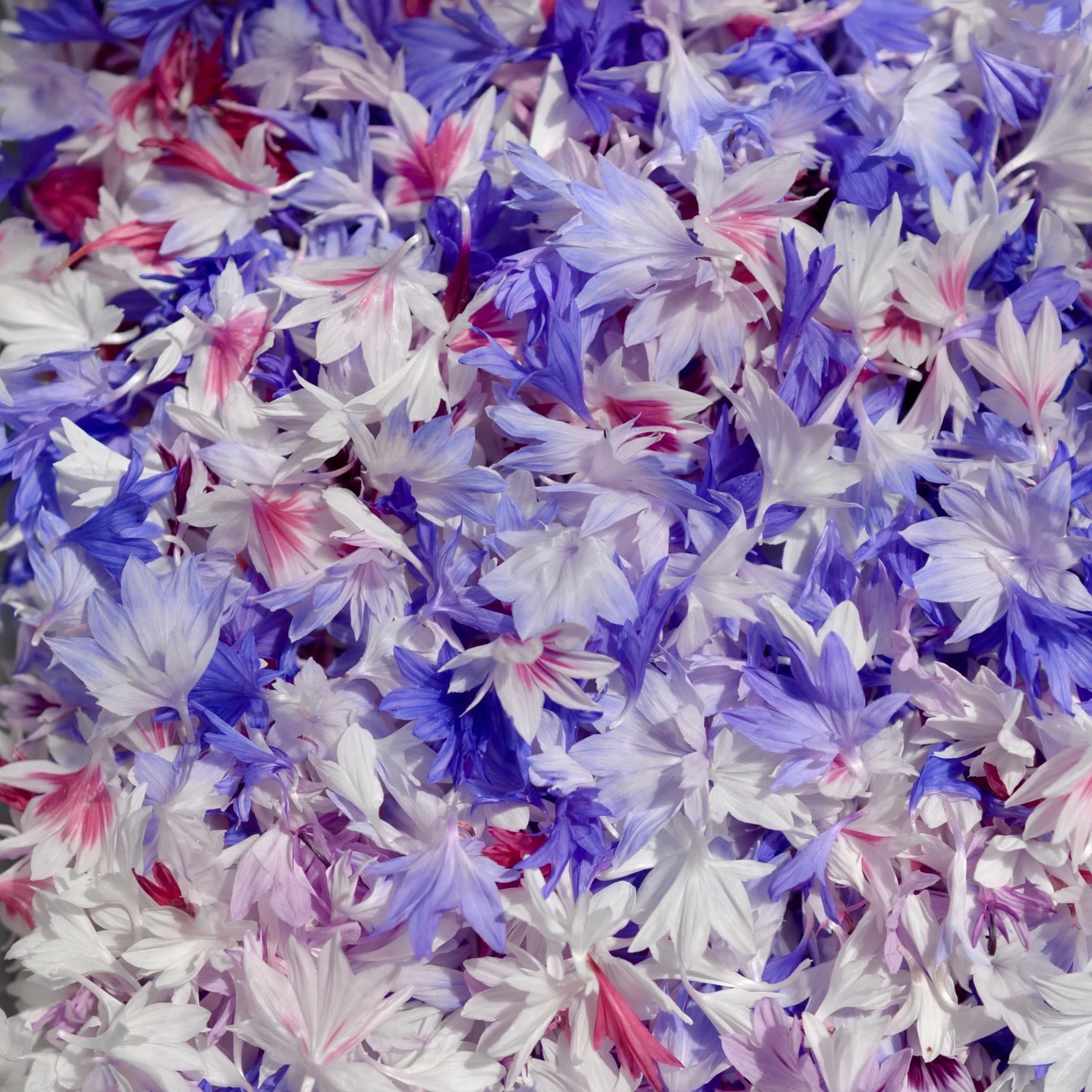 Fresh cornflower petals in purple, blue, red and white.