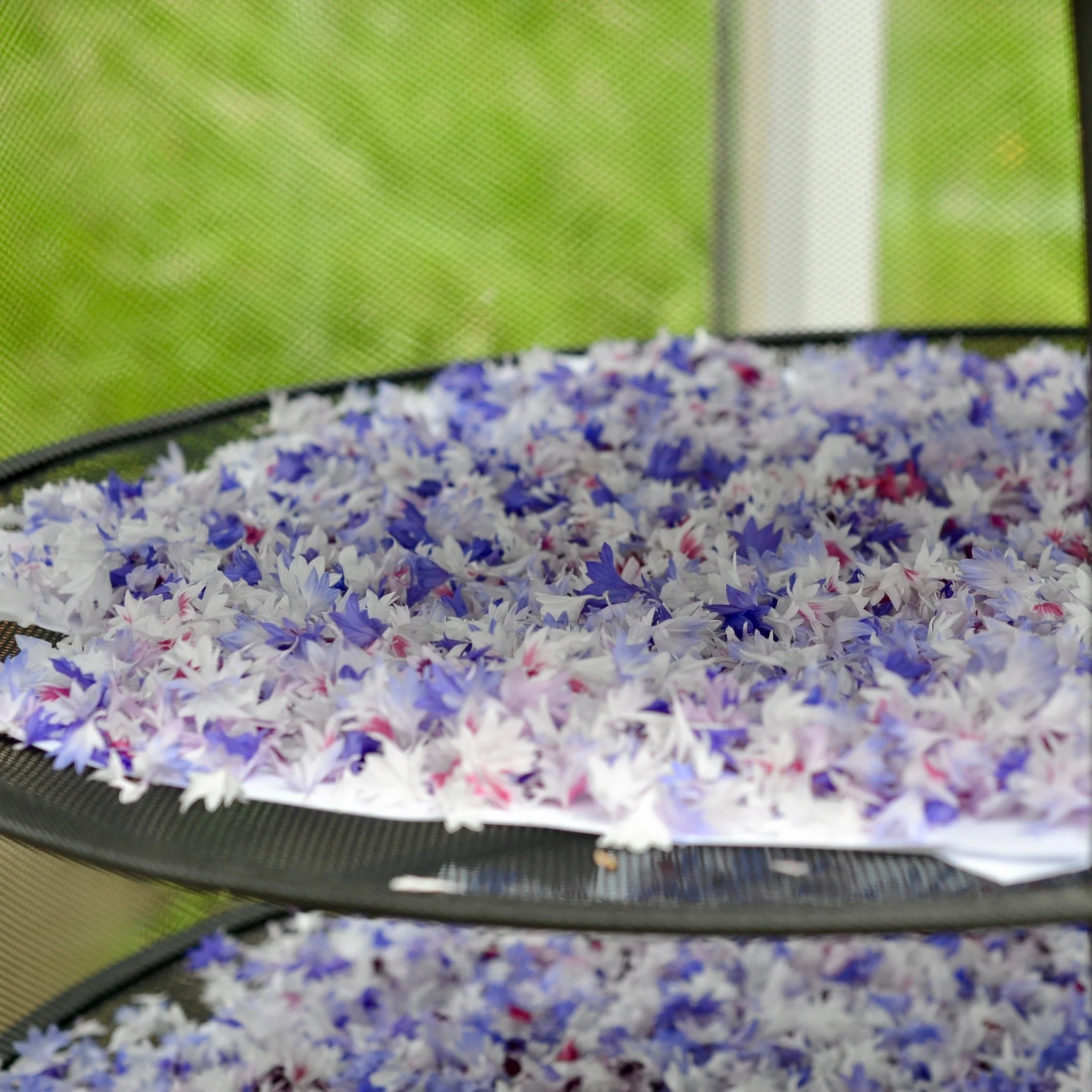 Fresh cornflower petals drying on paper