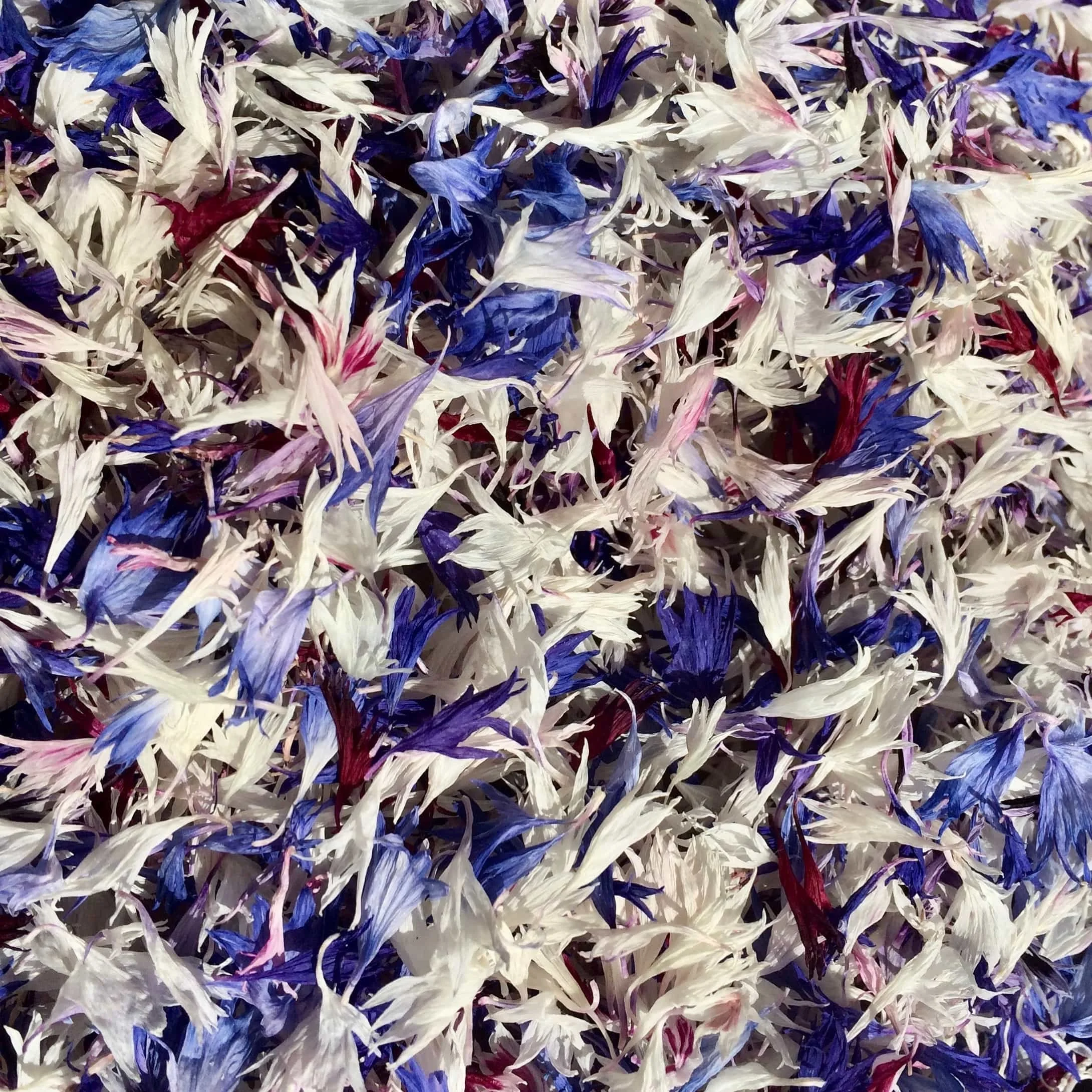 Dried cornflower petals