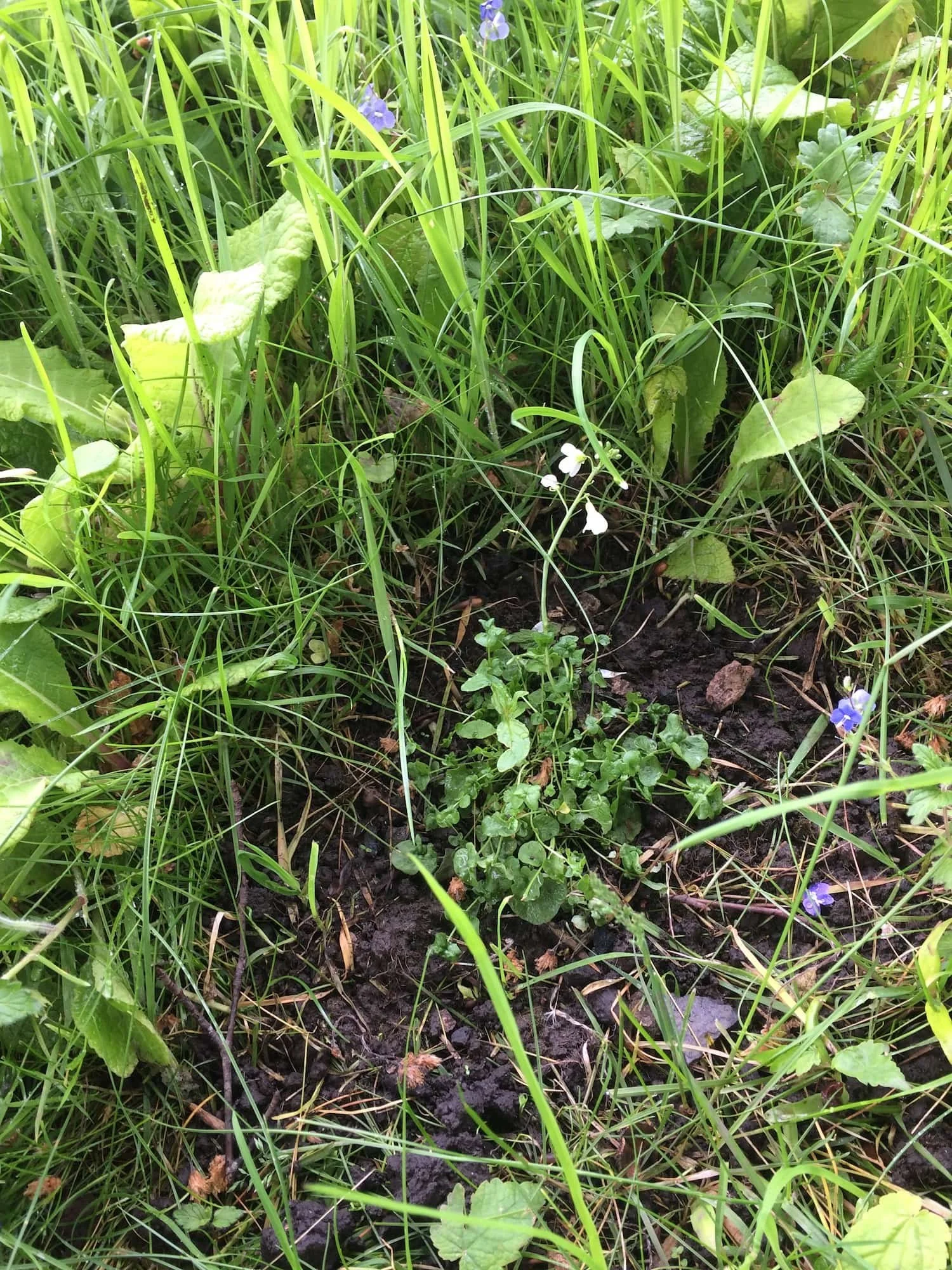 Newly planted young plant in a garden