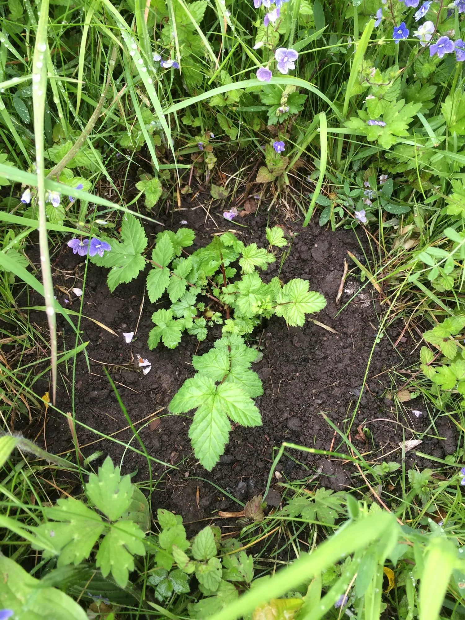 Newly planted young plant in a garden