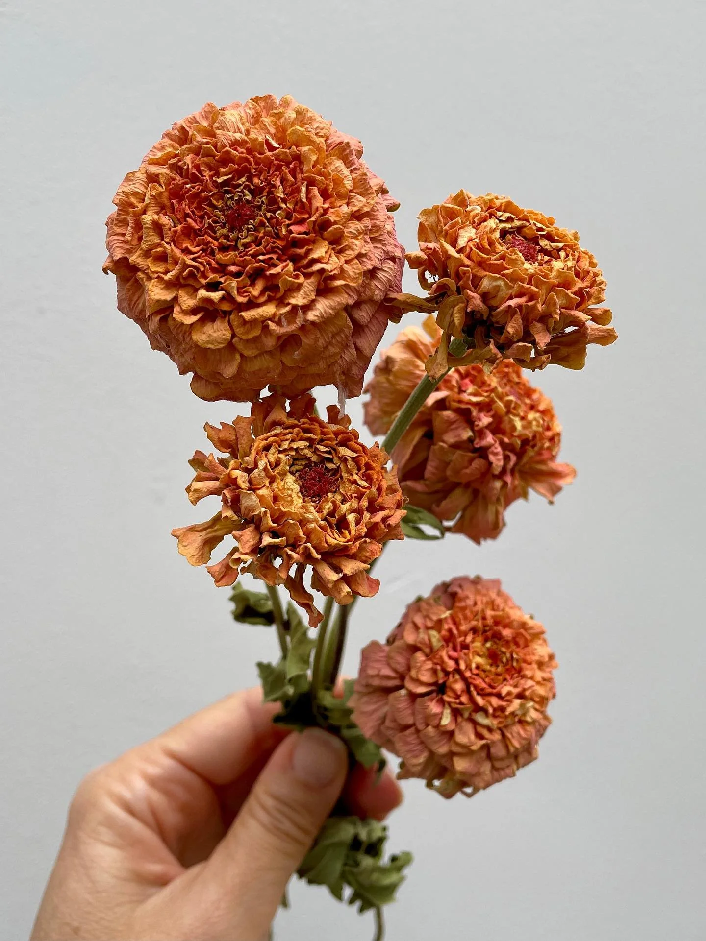 Dried zinnia Oklahoma salmon - one of my favourite zinnias for drying! I love how this one looks with apricot statice 🧡 

I usually cut zinnias for drying when they&rsquo;re fairly mature or they at least pass the &ldquo;wiggle test&rdquo; (when you
