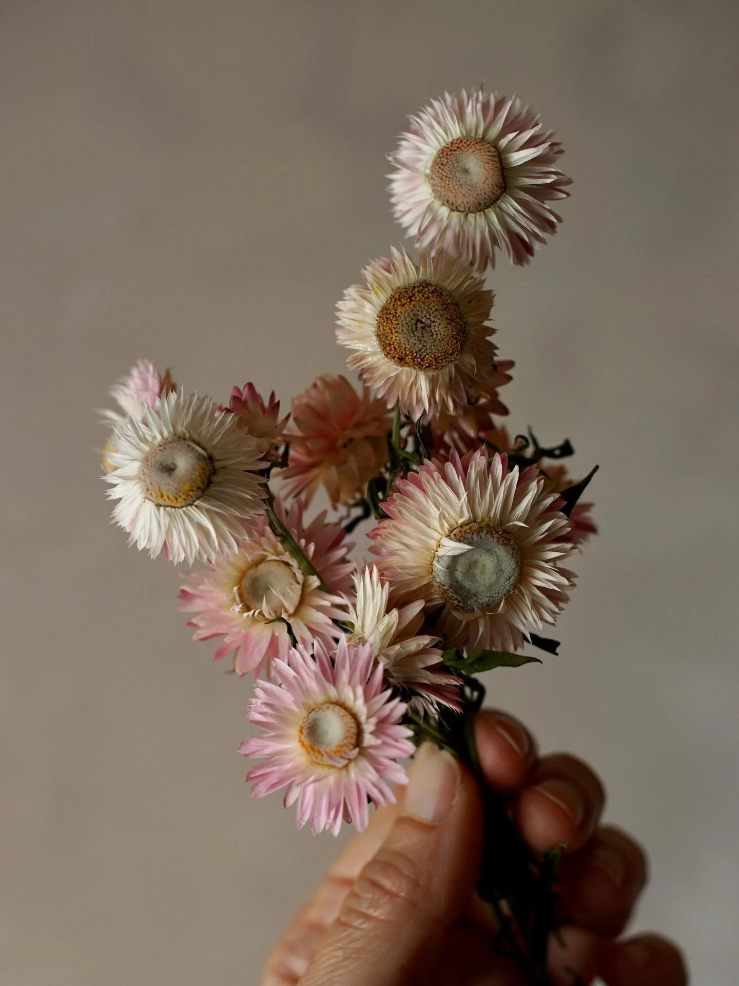 One of my helichrysum plants only grew to just over a foot tall. It was still incredibly floriferous, only with shorter stems and smaller flowers, producing these little cuties. The perfect size for using in my flower mobiles 🥰

#driedhelichrysum #h