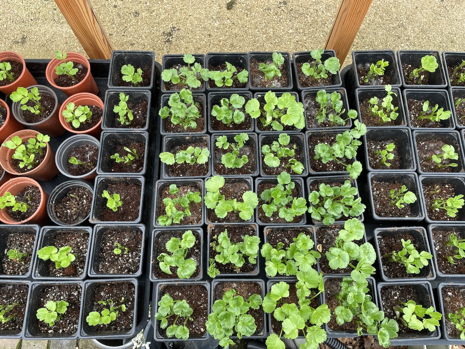 Young ranunculus plants in pots