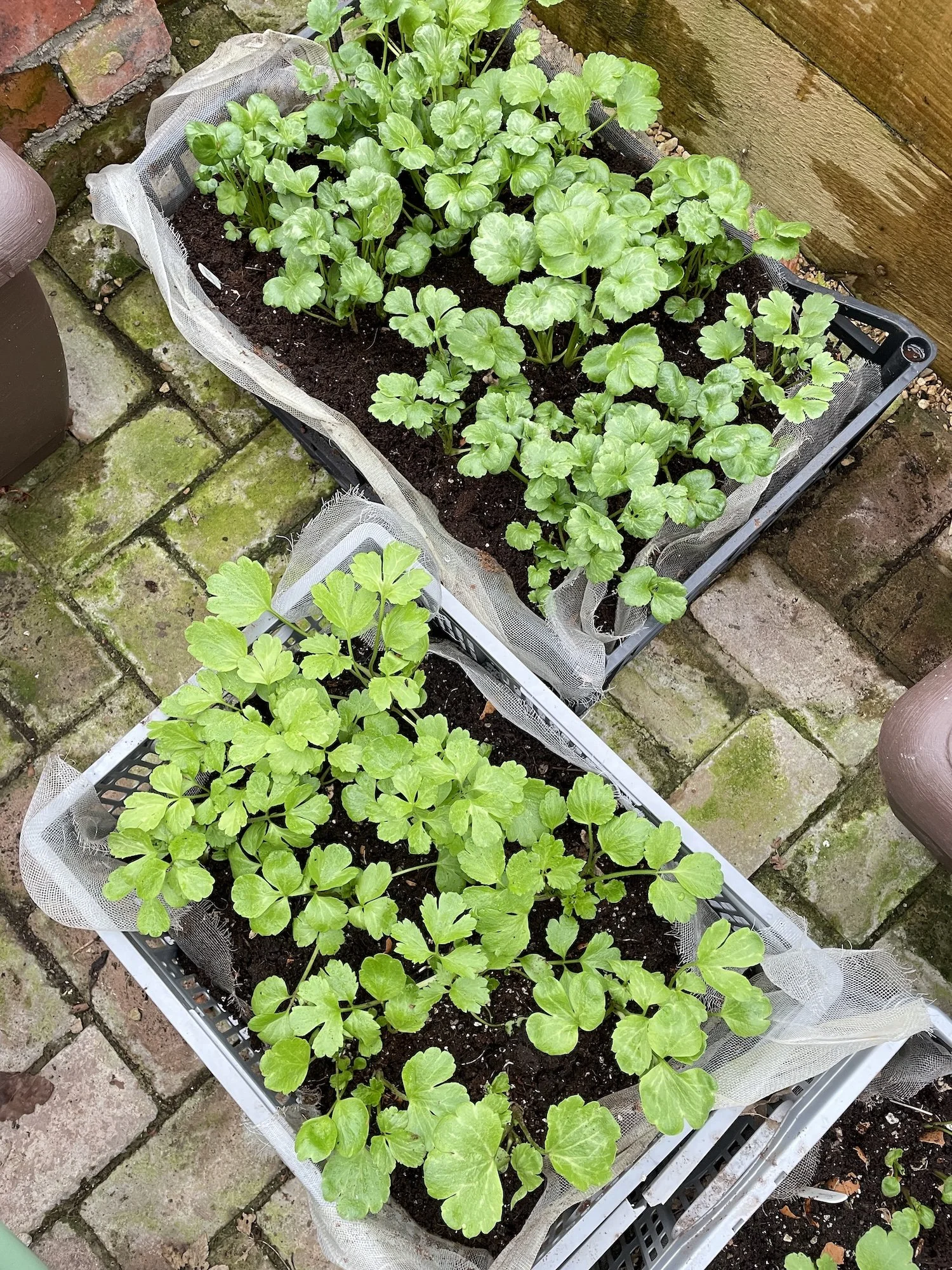 Winter ranunculus foliage