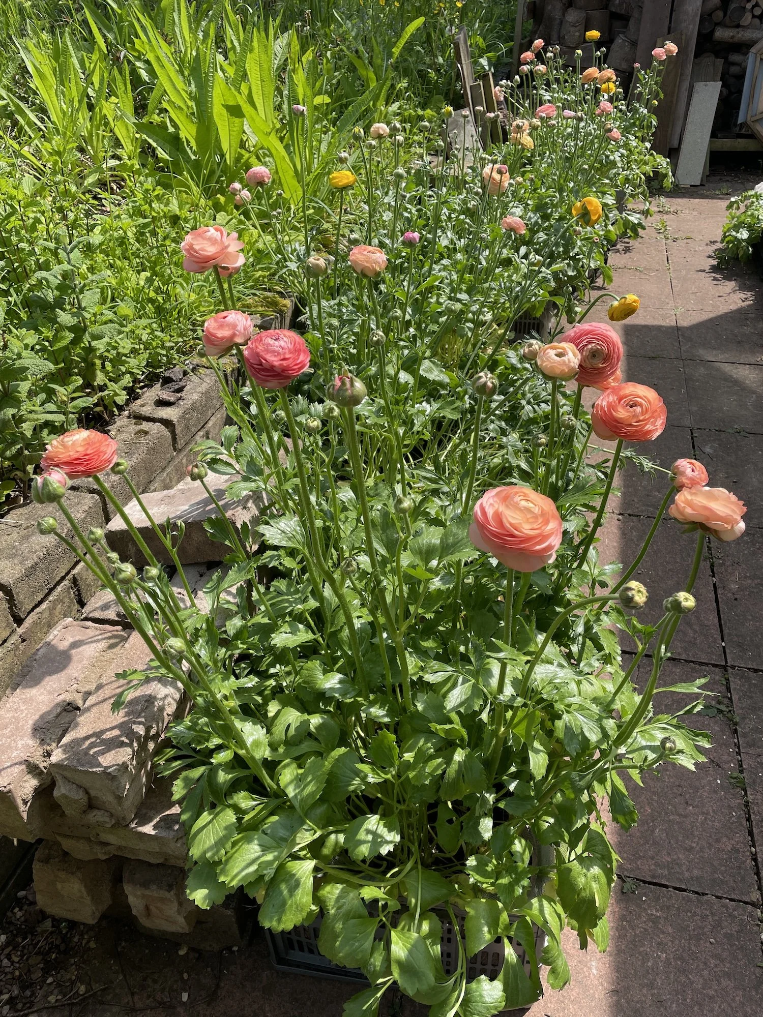 Ranunculus in flower
