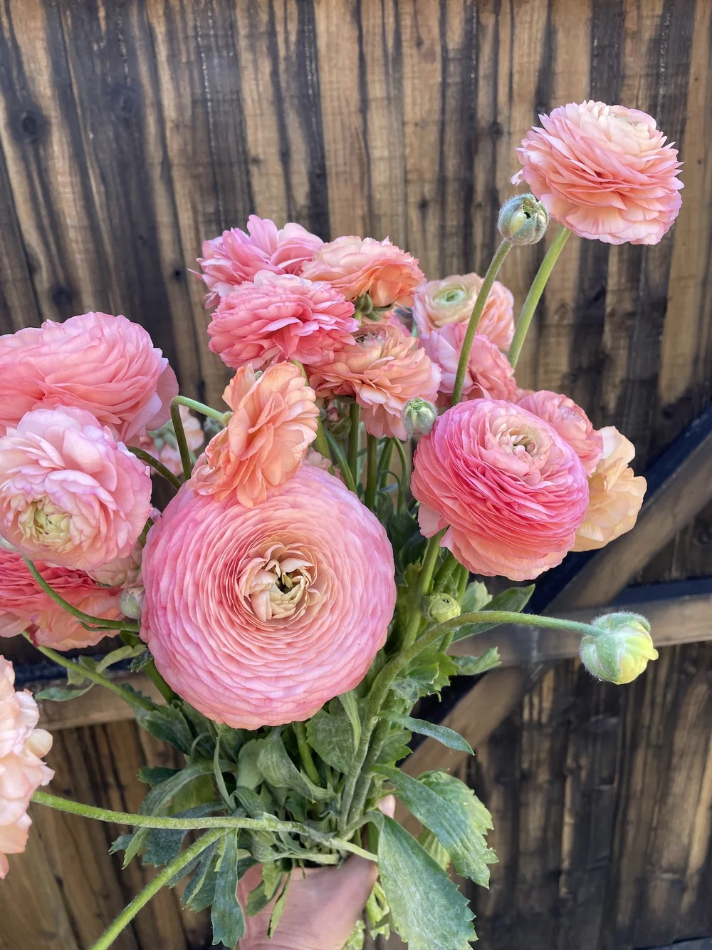 Ranunculus 'Salmone' ready for drying