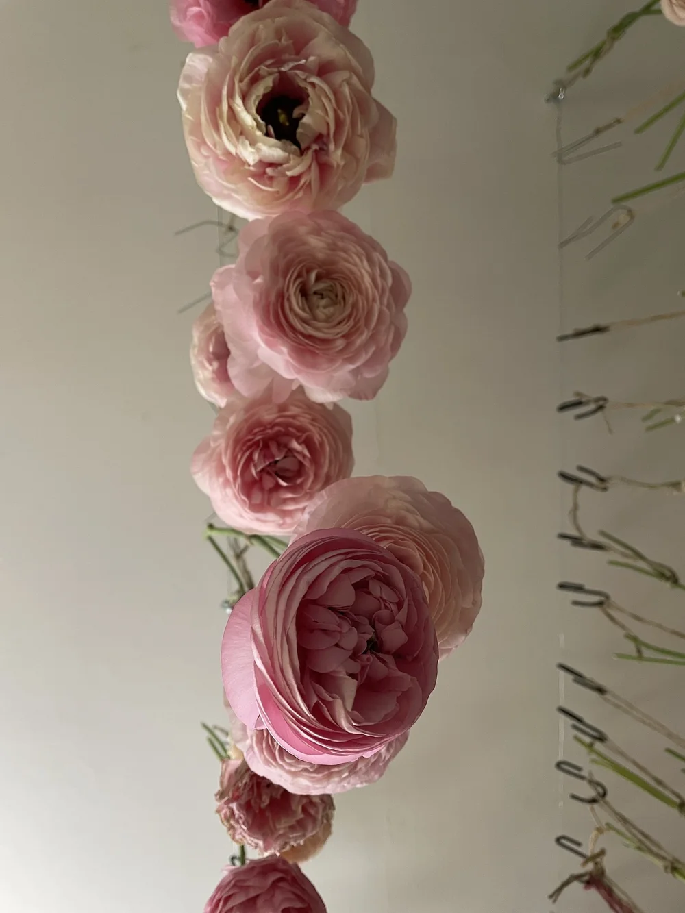 Ranunculus flowers hanging upside down to dry