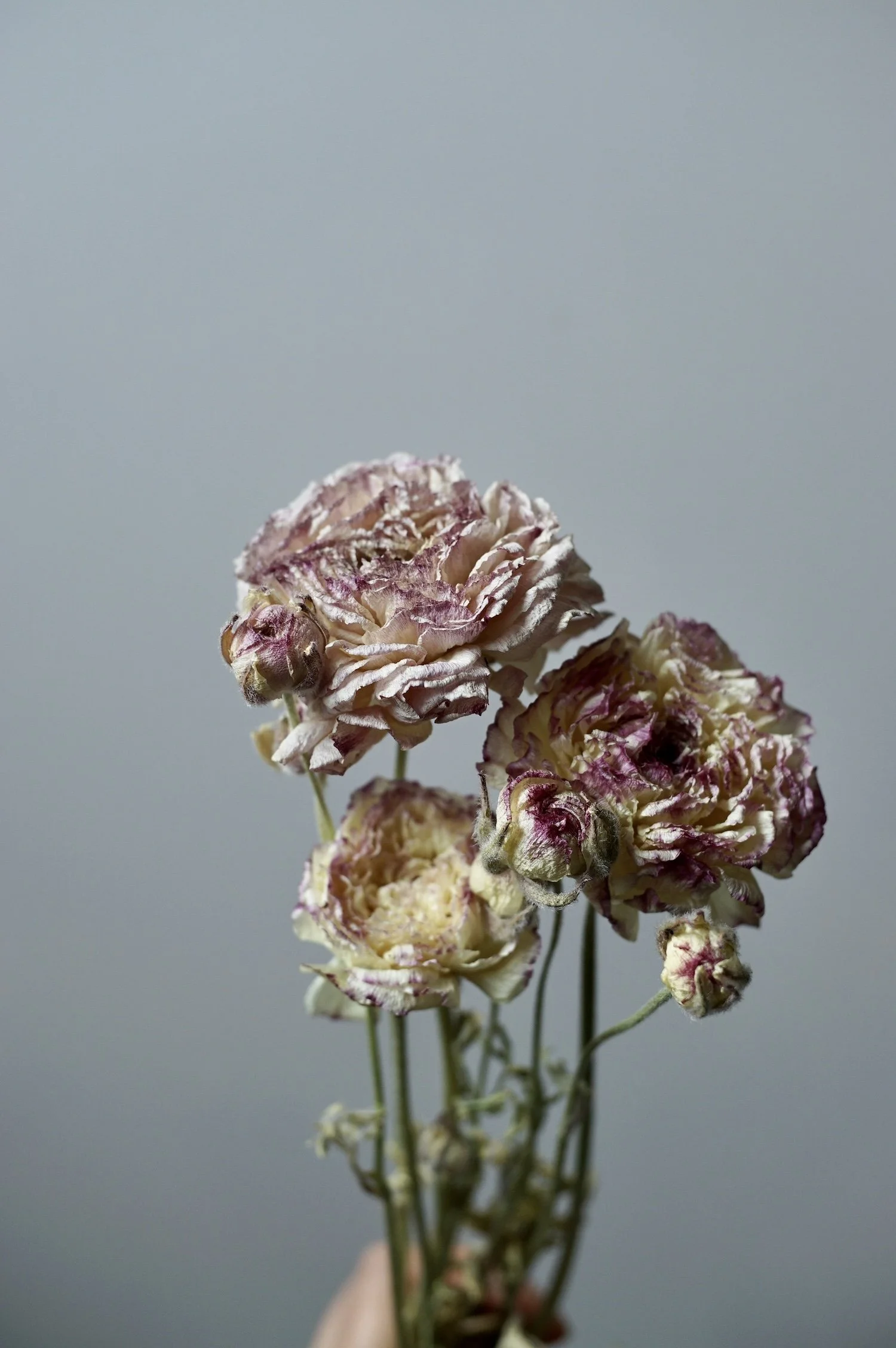 Ranunculus 'Bianco sfumato' dried
