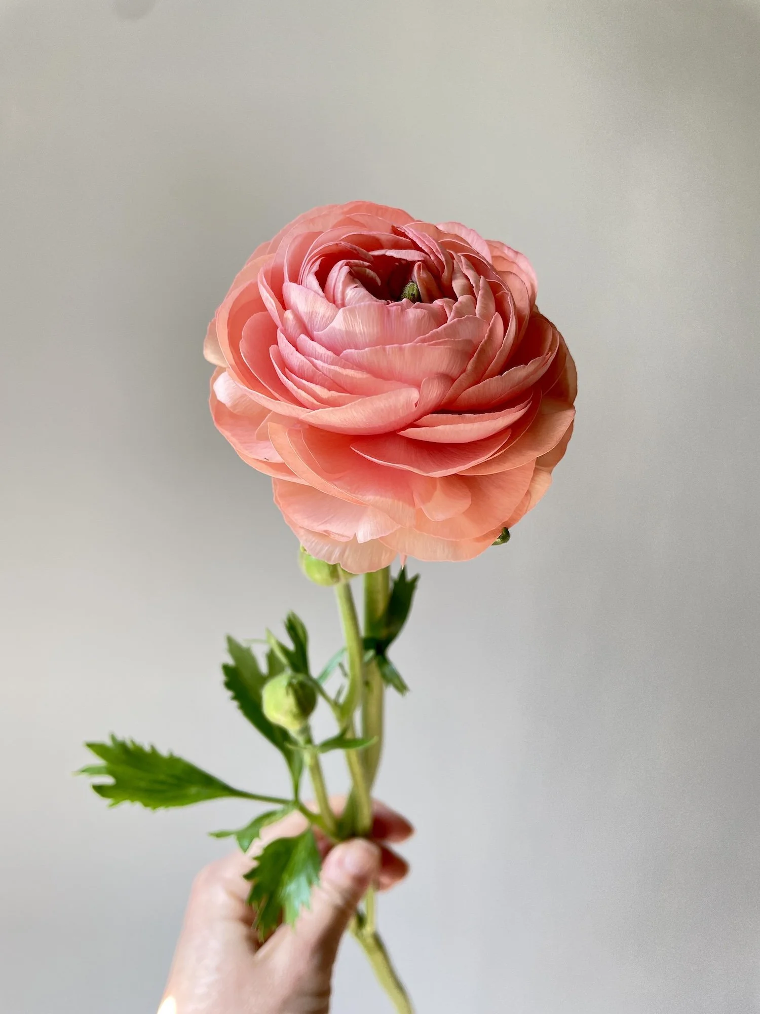 Ranunculus 'Salmone' fresh