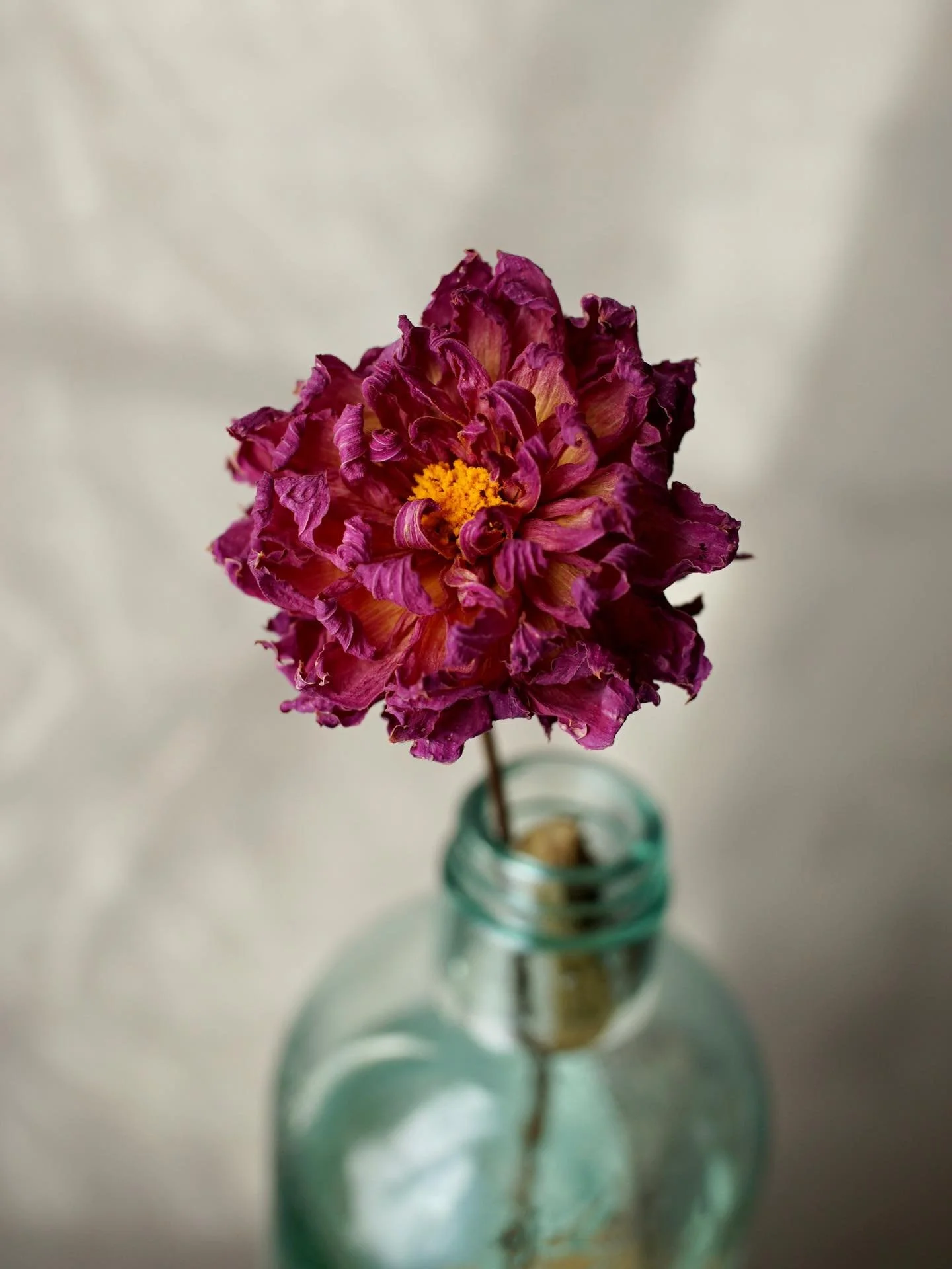 The plan was to replace almost all of last years&rsquo;s dahlias 🌸

When I ordered dahlia tubers last winter, I chose a small selection of varieties I hadn&rsquo;t grown or dried before - an experiment to see what they looked like dried (there were 