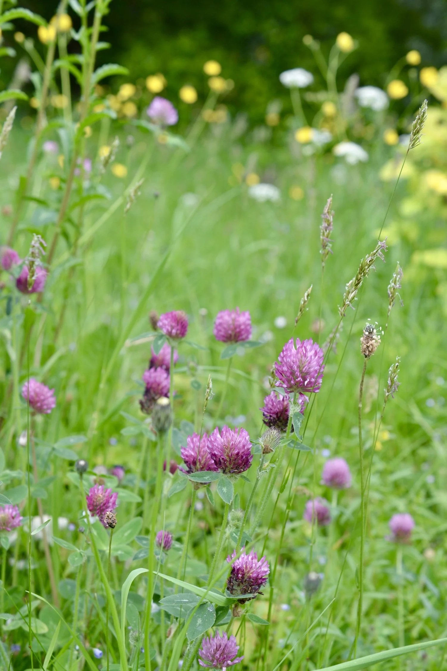 red-clover-in-meadow.JPG