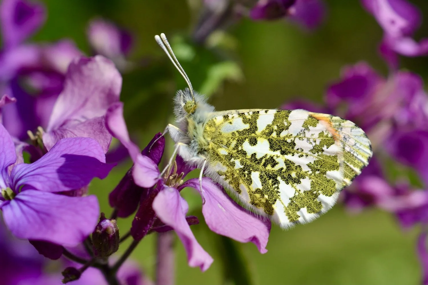 green-and-white-butterfly.JPG