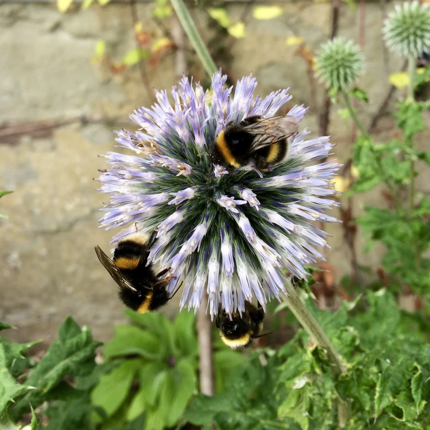 bumblebees-on-globe-thistle.JPG