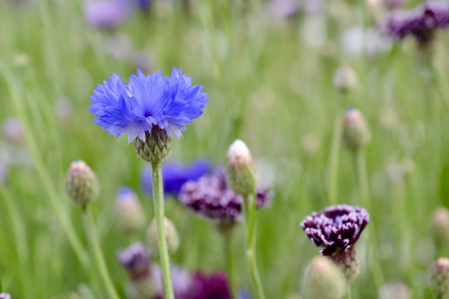cornflowers.JPG
