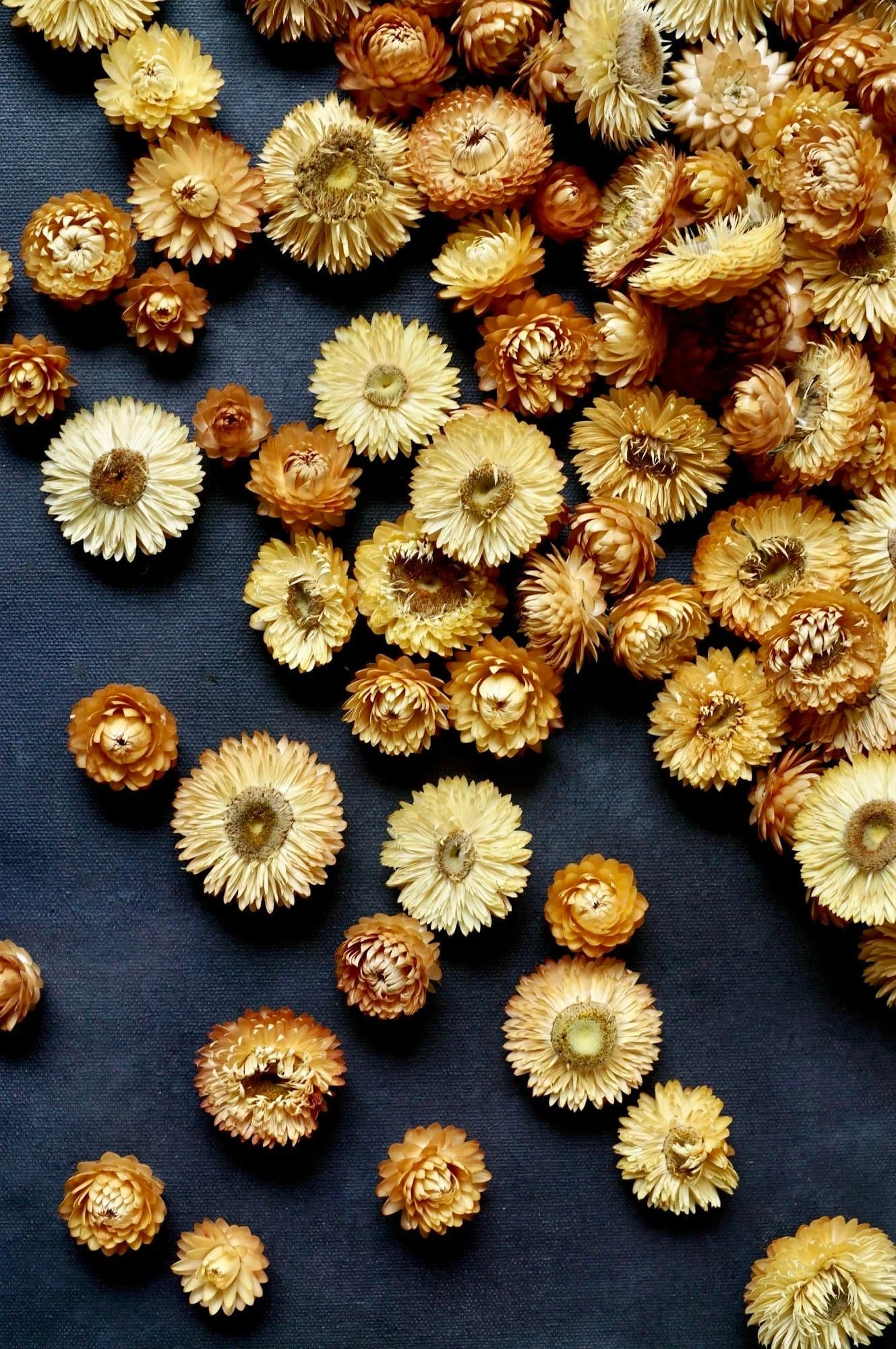 Helichrysum flower heads in the colours of light yellow and orange are strewn across a black wooden surface.