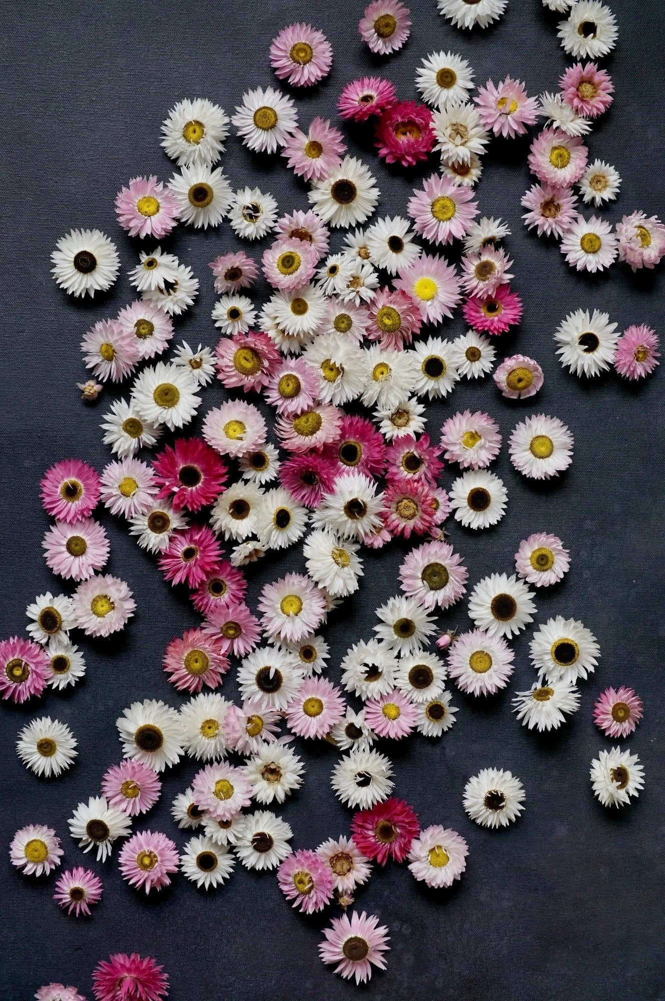 Dried heads of white and pink Helipterum daisies are strewn across a black surface.