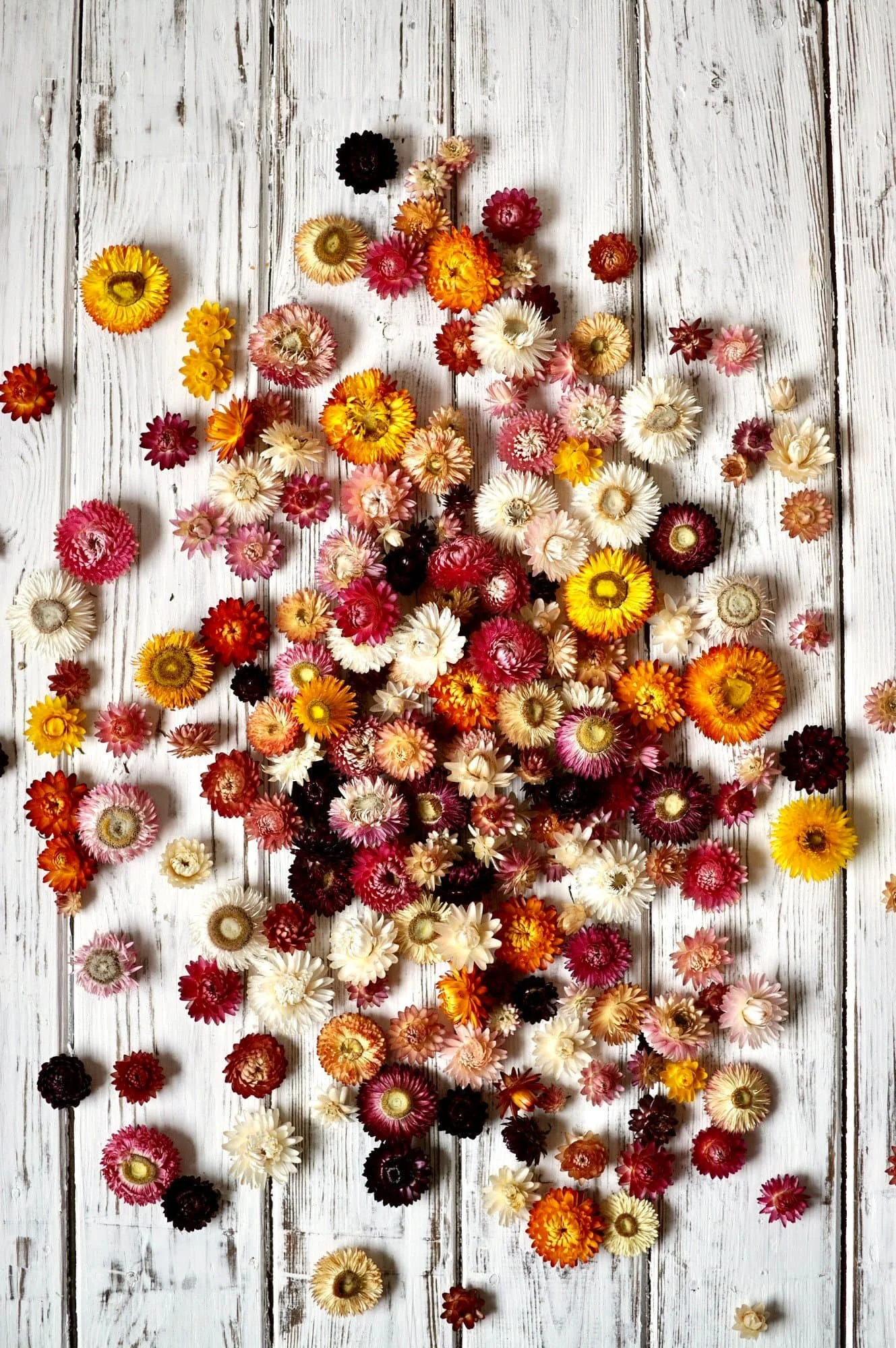 A variety of colours of dried helichrysum flower heads are strewn across a white painted wooden surface.