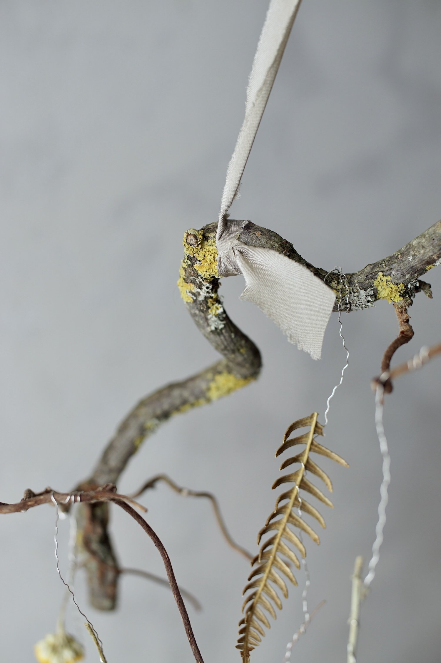 Small curly tree twig with lichen hanging by a green ribbon