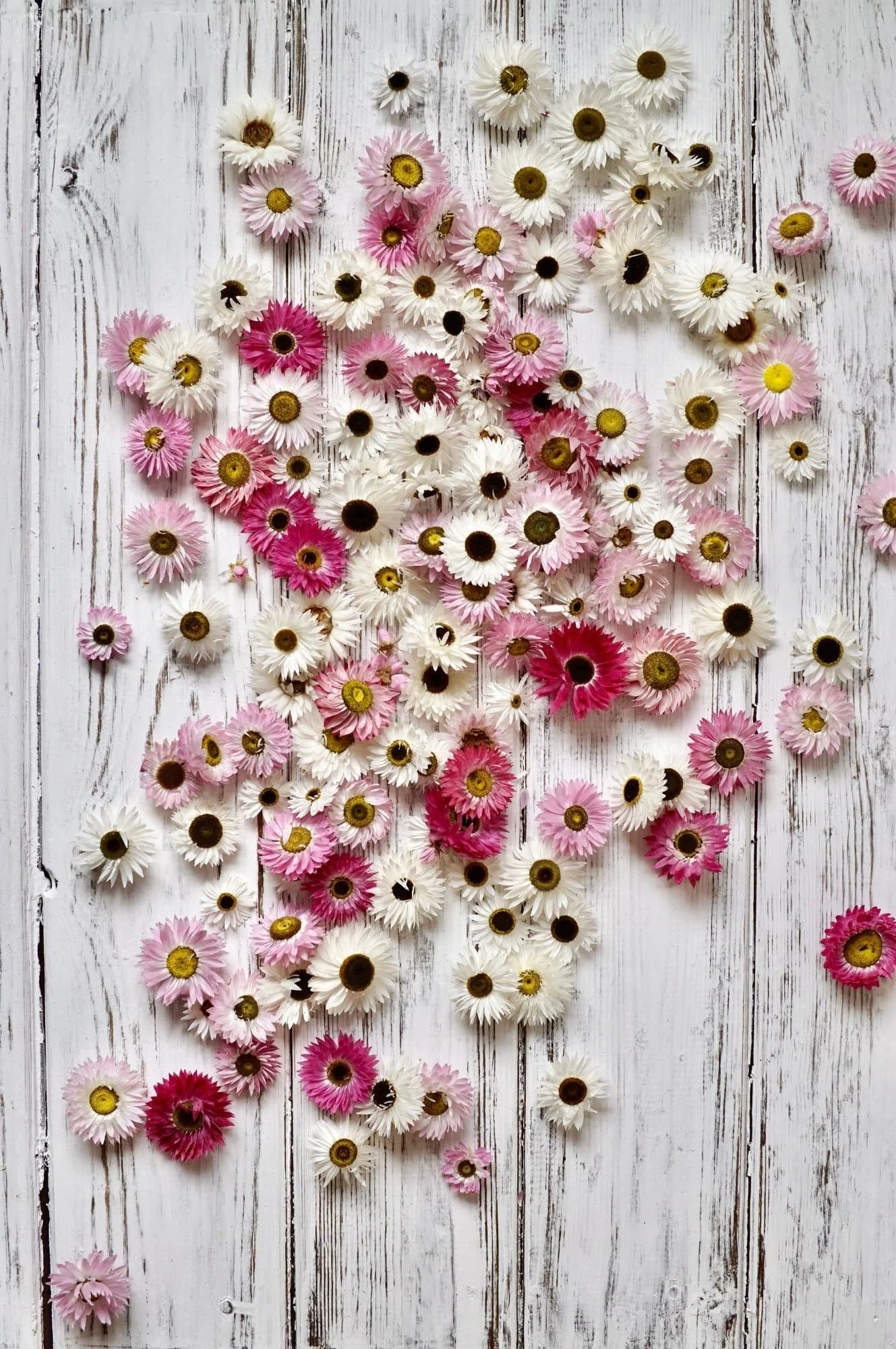 Dried heads of white and pink Helipterum daisies are strewn across a white painted wooden surface.