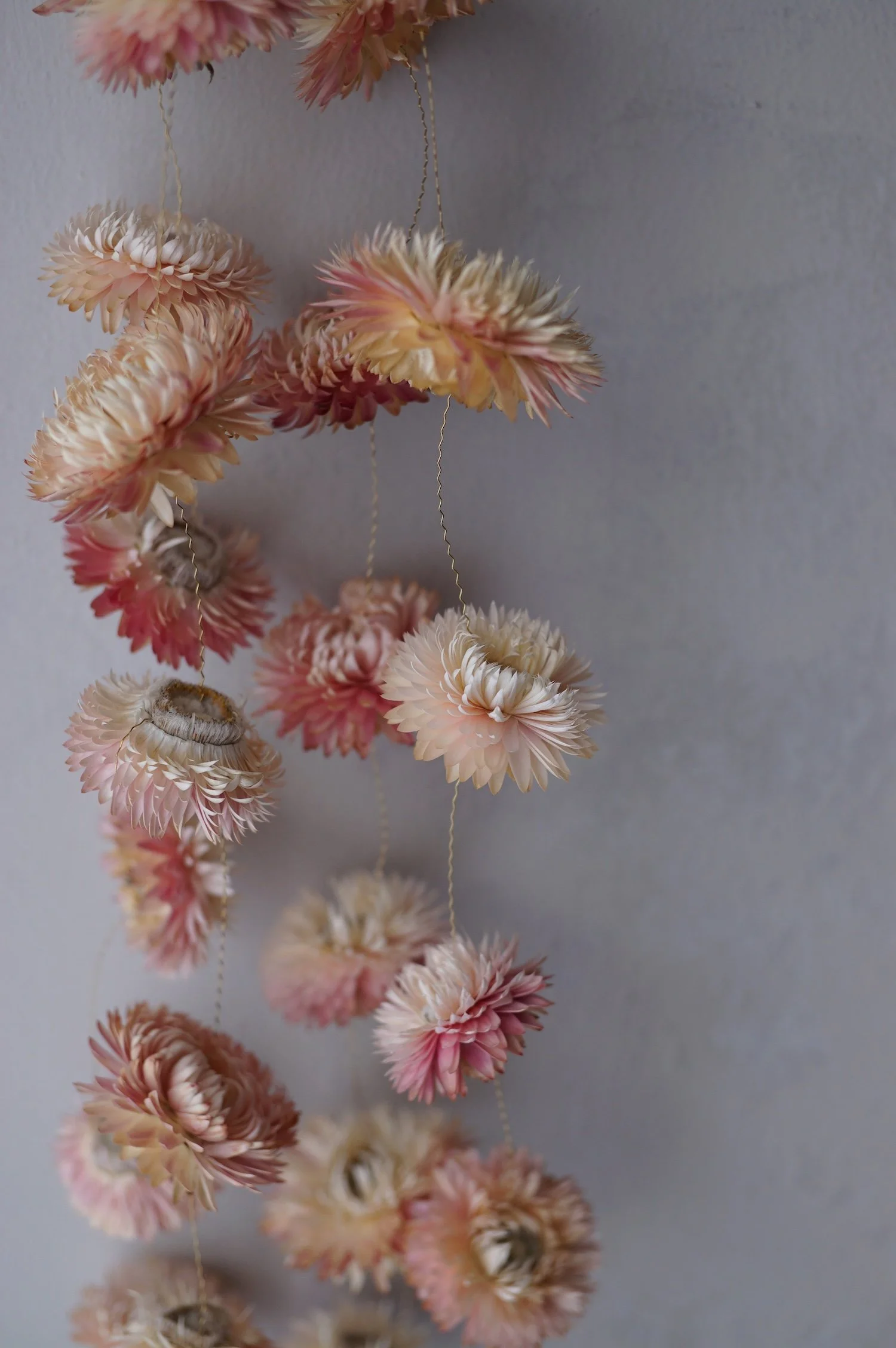 Several pale pink dried flower garlands hanging against a grey wall