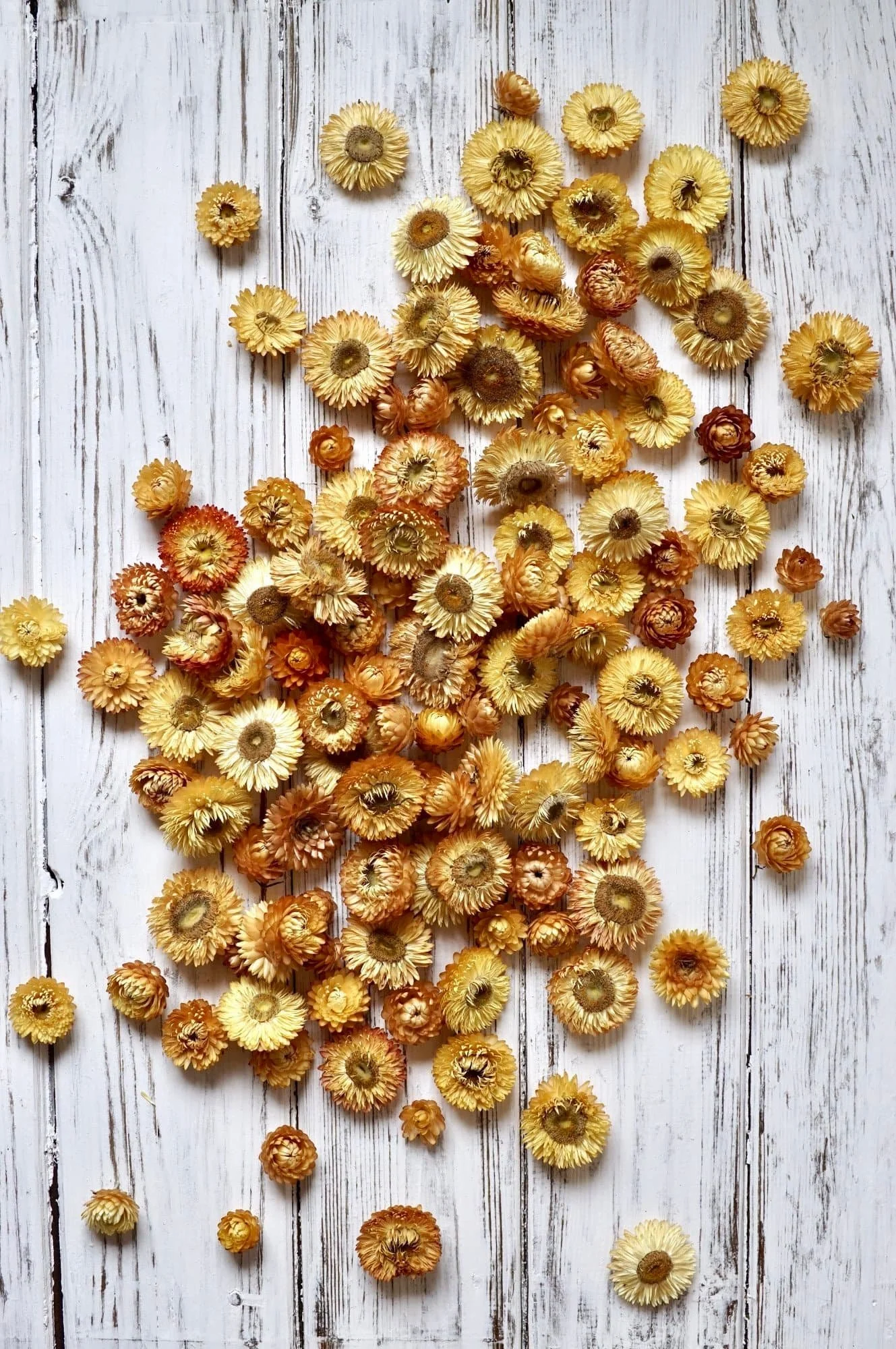 Helichrysum flower heads in the colours of light yellow and orange are strewn across a white painted wooden surface.