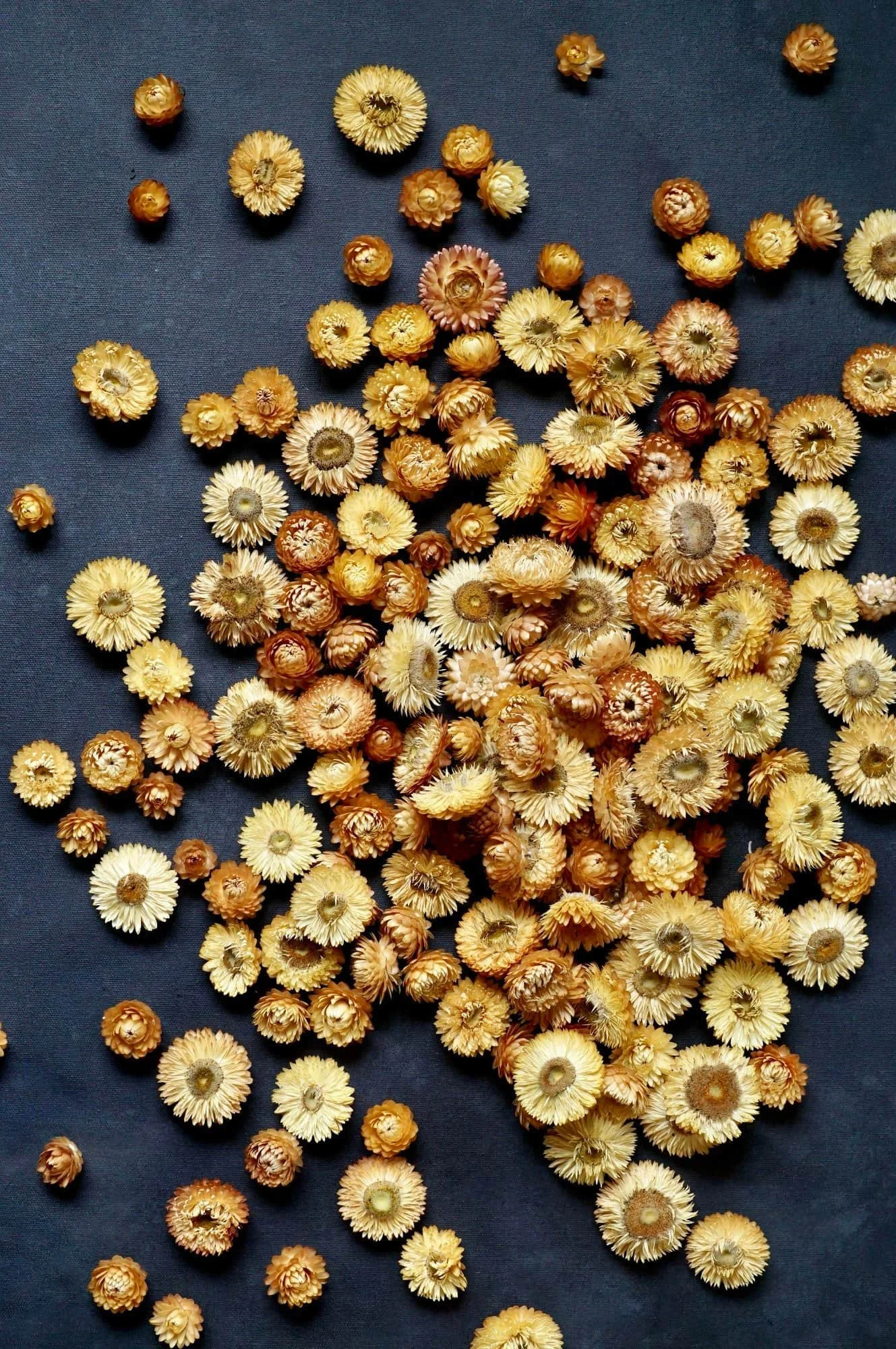 Helichrysum flower heads in the colours of light yellow and orange are strewn across a black wooden surface.