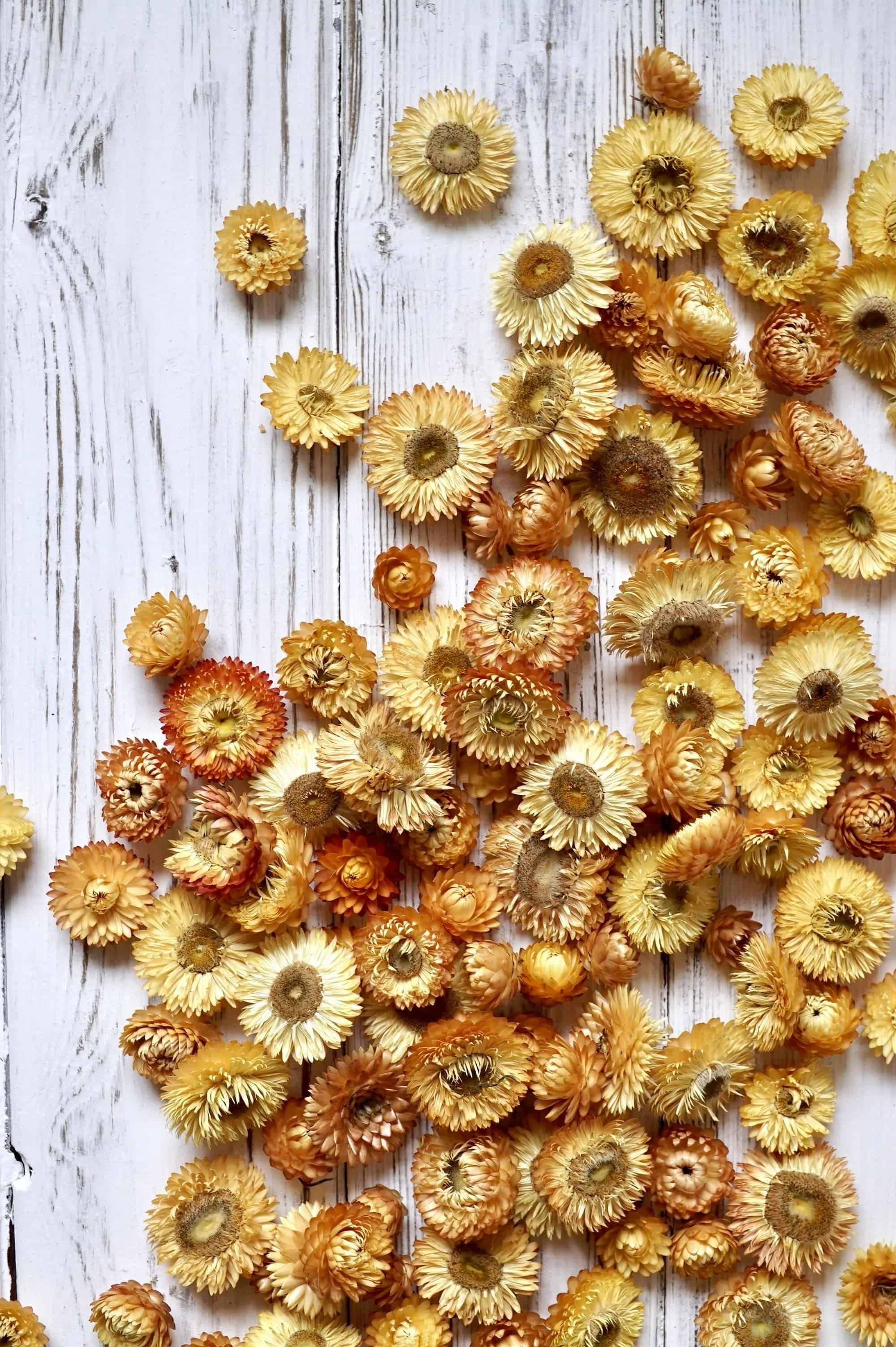 Helichrysum flower heads in the colours of light yellow and orange are strewn across a white painted wooden surface.