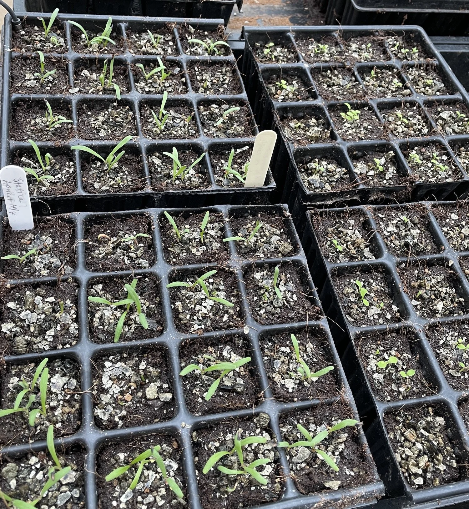 Statice and strawflower seedlings a week after sowing