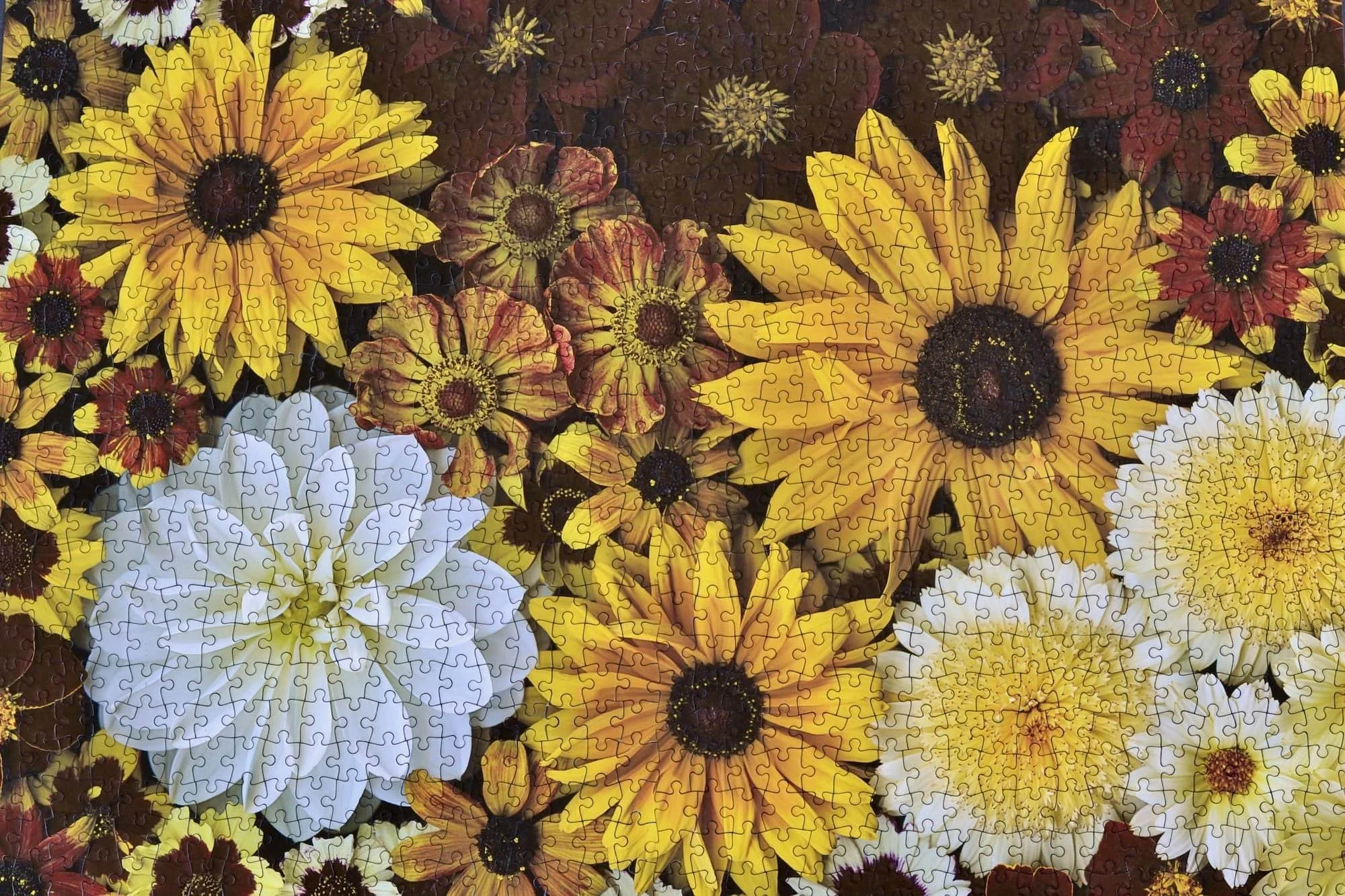 A photo of a completed jigsaw puzzle of white, yellow and dark red summer flowers.