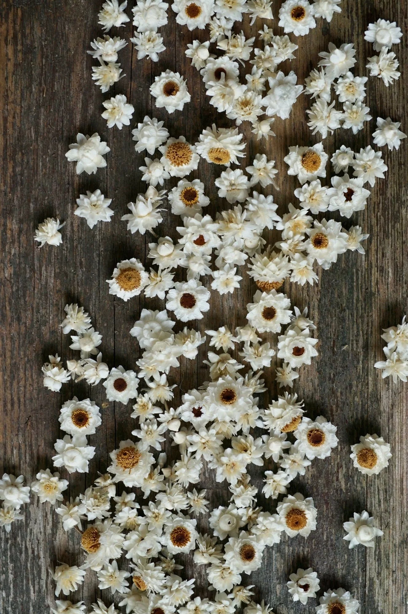 Dried white ammobium flower heads are strewn across a weathered brown wooden surface.
