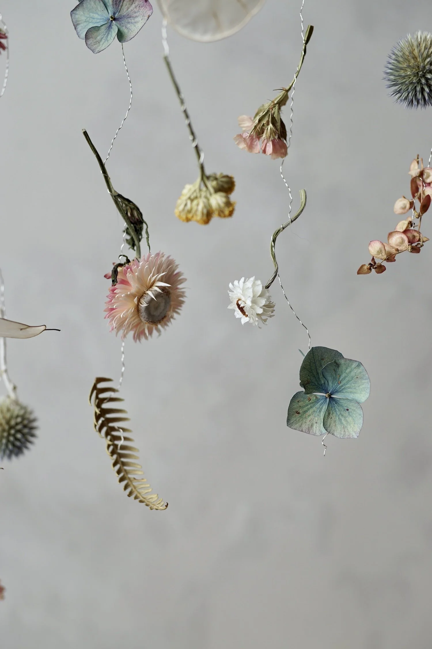 Colourful dried flowers suspended in the air by fine silver wire