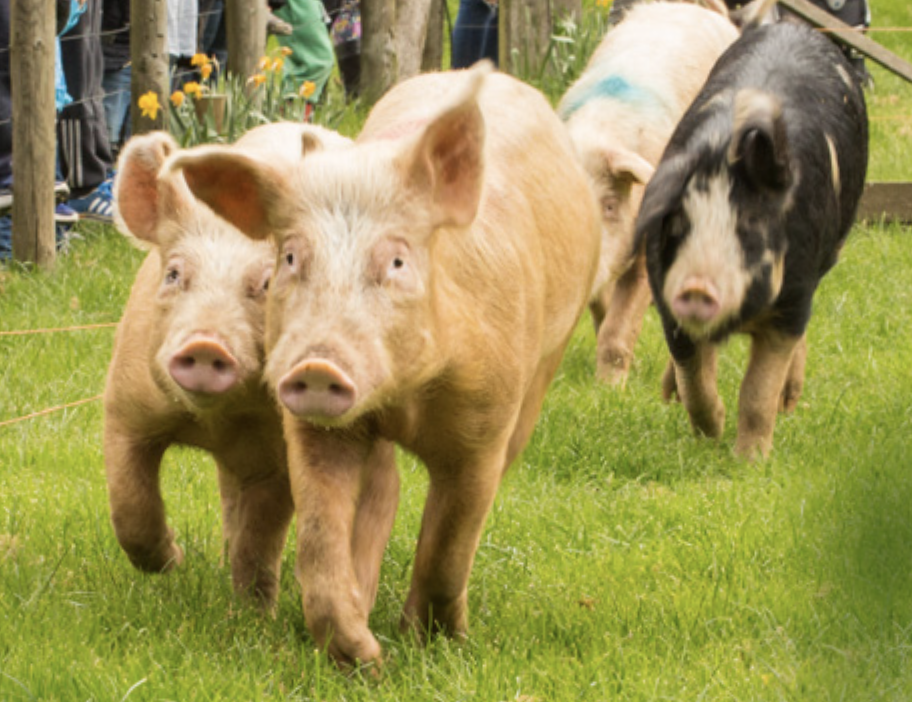 Willows activity farm.png