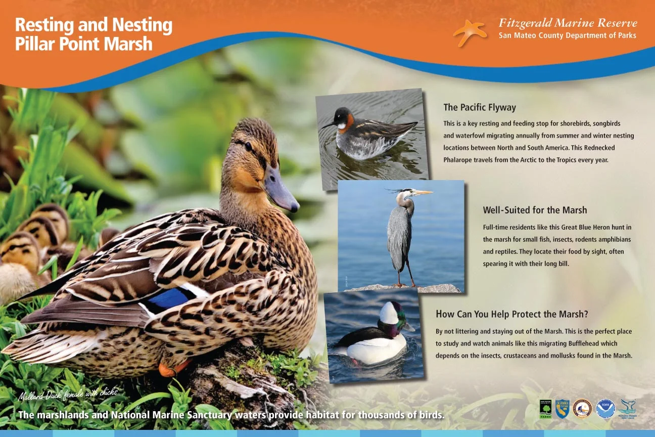 Resting&Nesting~36x24.jpg