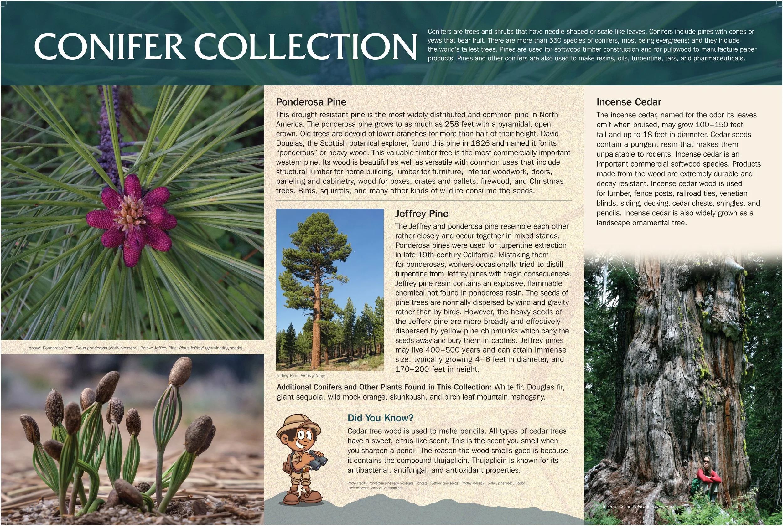 Arboretum_ConiferCollection_2023_FINAL_Outlined.jpg