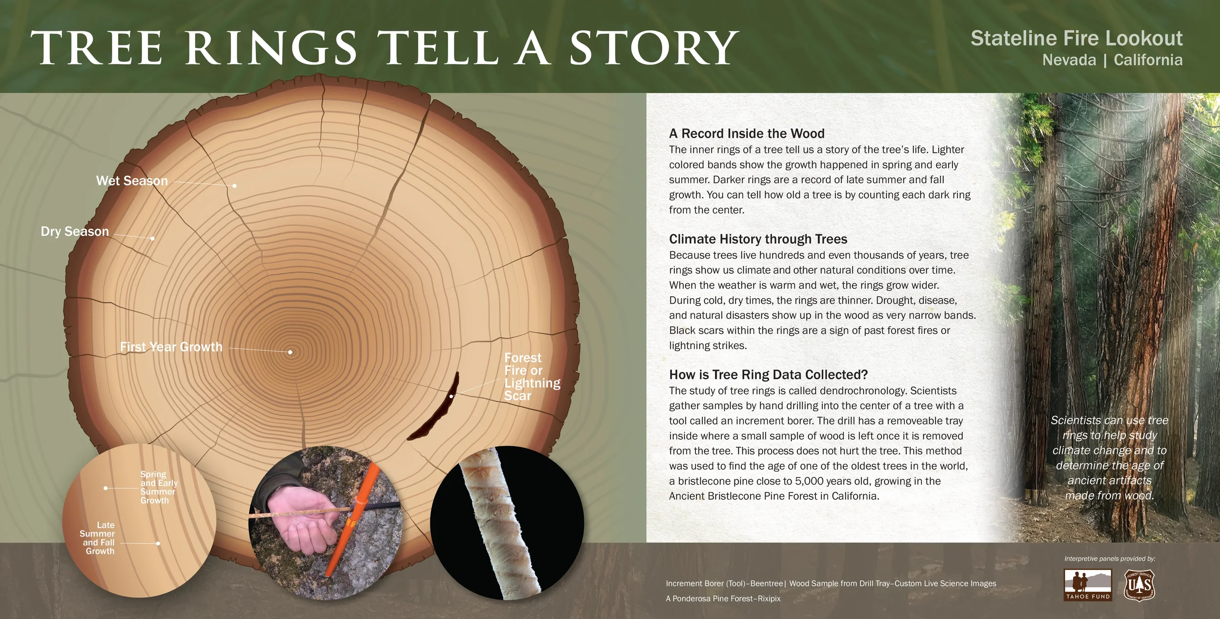 Stateline_Fire_Lookout_Tree_Ring_Science_FINAL_V2.webp