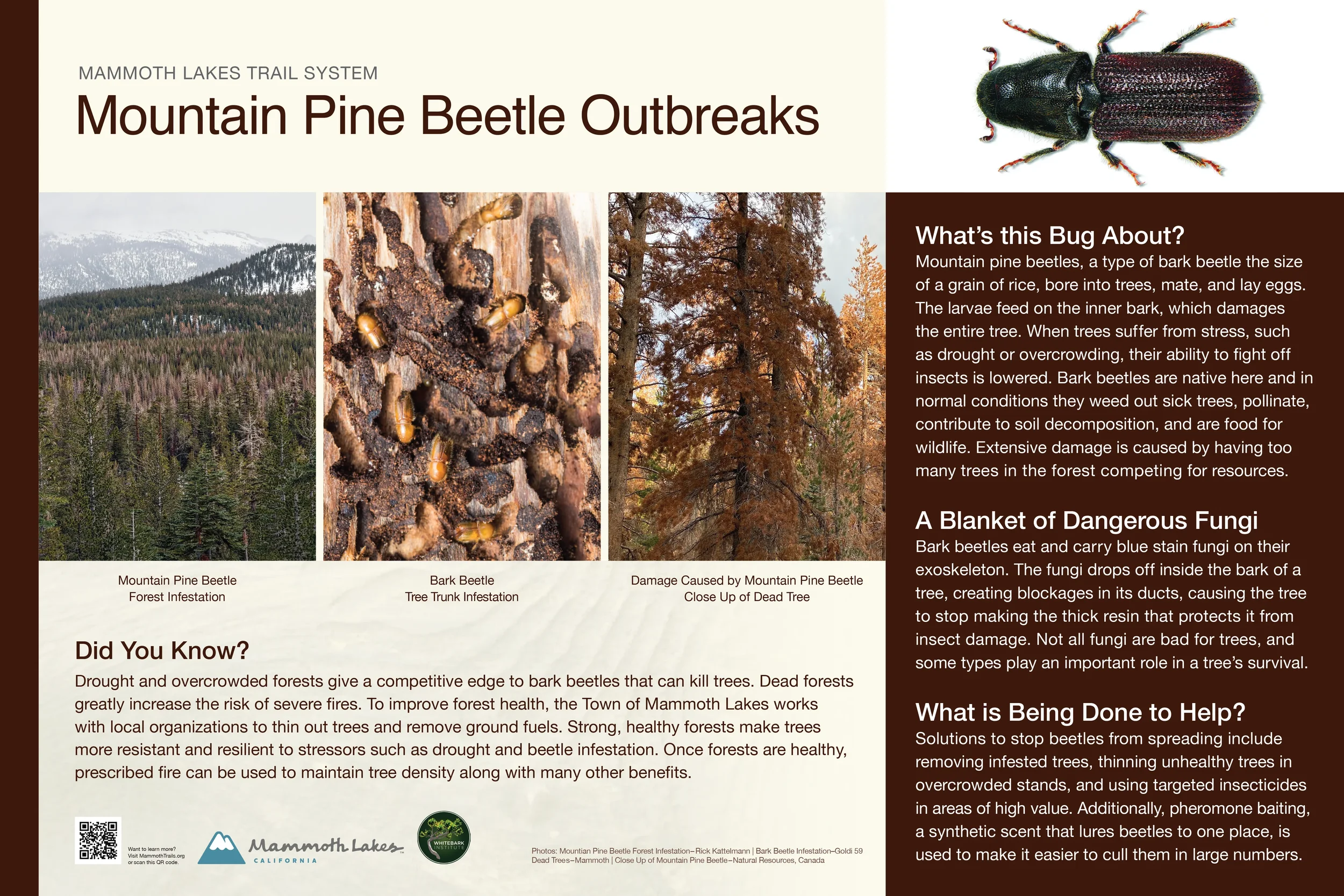 Mammoth_Town_Fire_Panels_Mountain_Pine_Beetles.webp